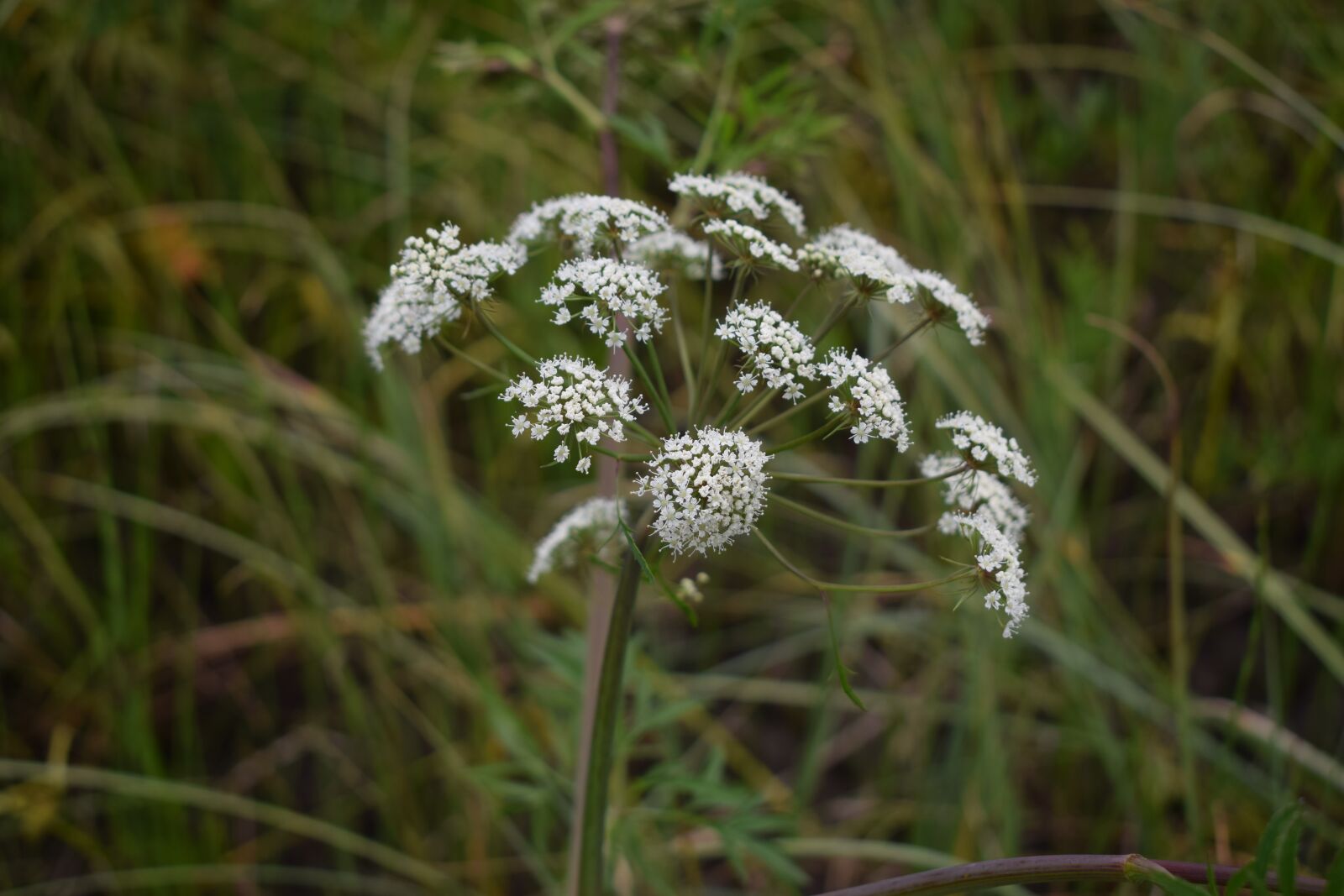 Nikon D3300 sample photo. White, wild, flower photography