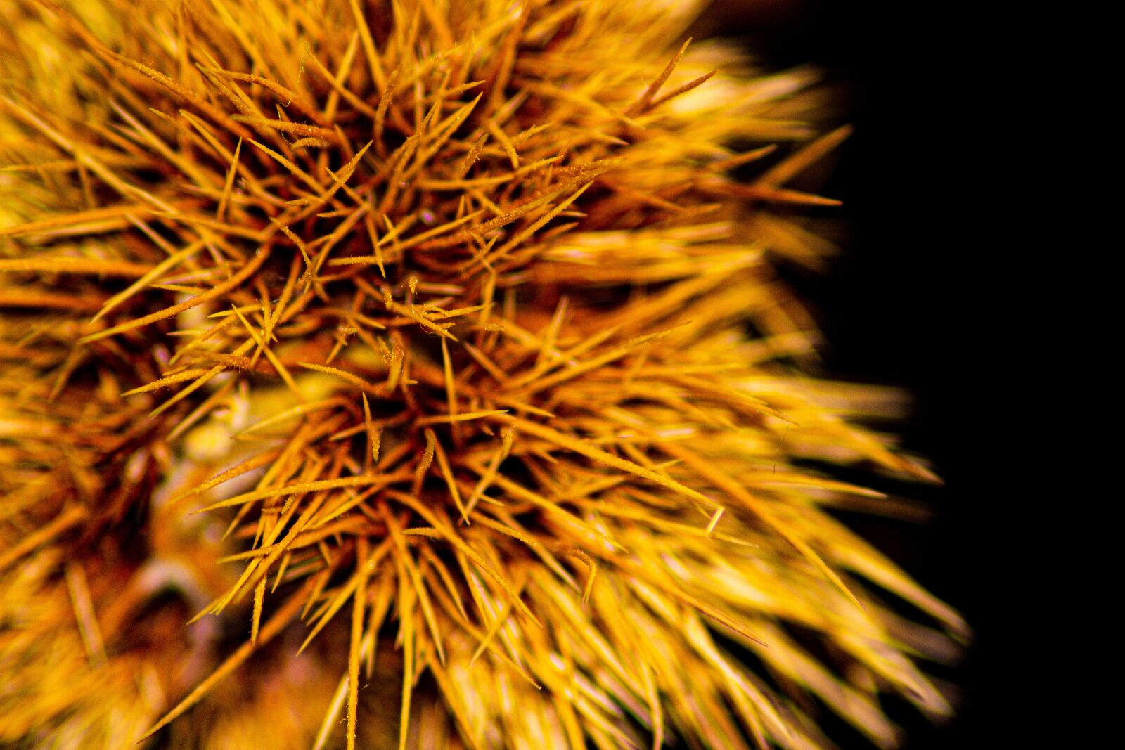 Canon EOS 600D (Rebel EOS T3i / EOS Kiss X5) sample photo. Spur, chestnut, autumn photography