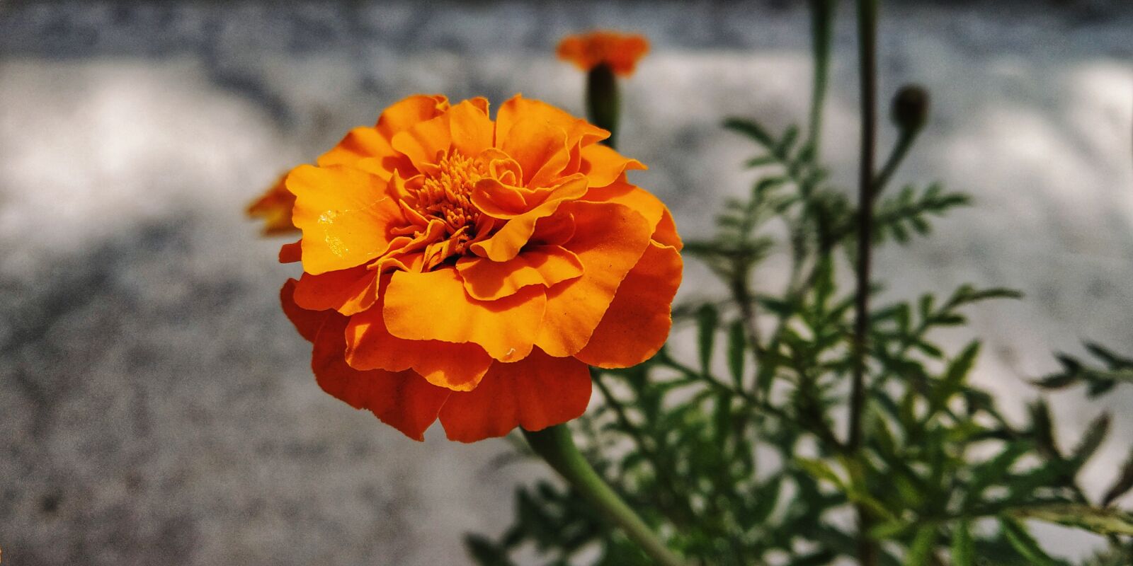 Xiaomi Redmi Note 5 Pro sample photo. Nature, flora, flower photography