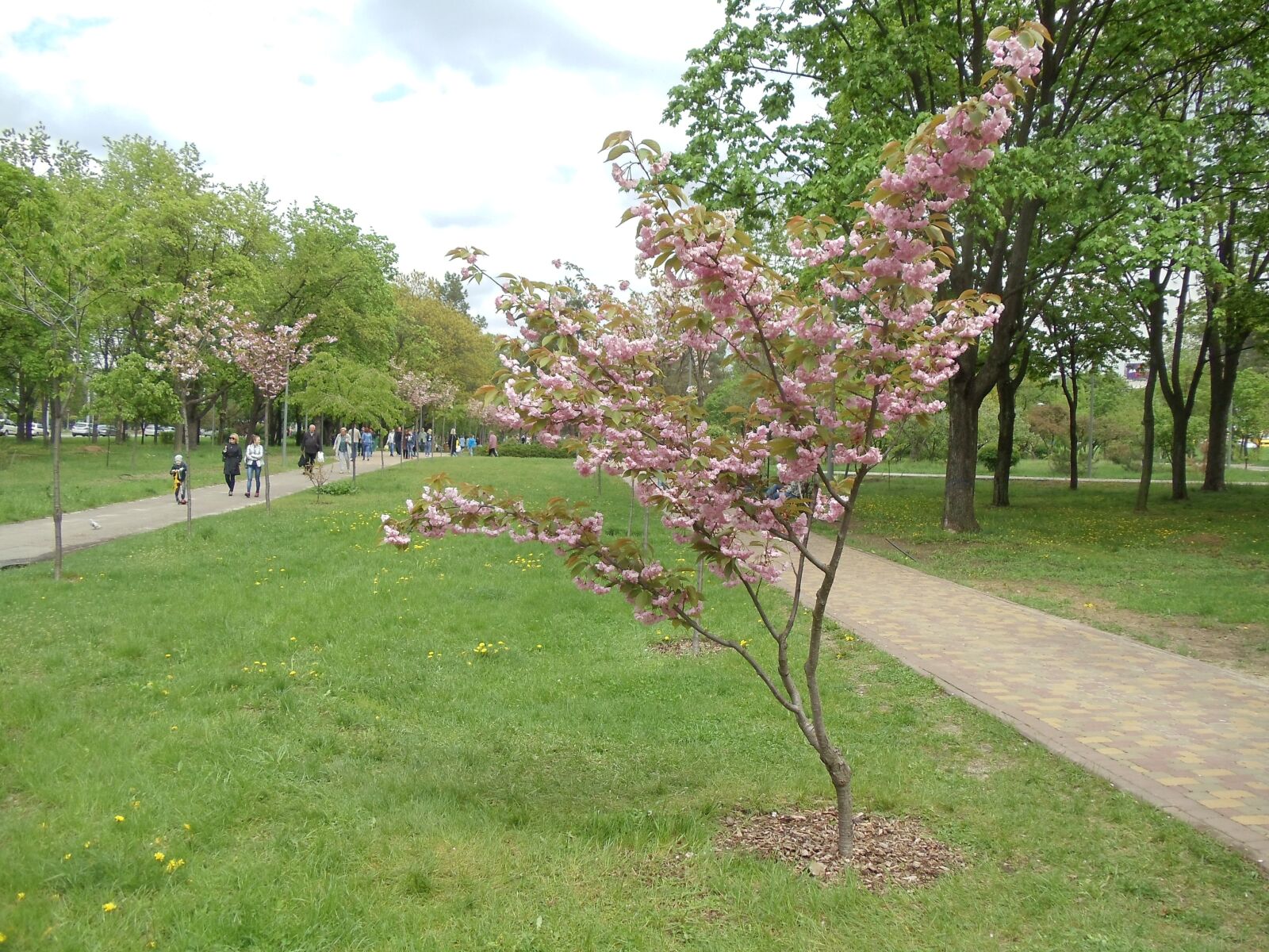 Sony Cyber-shot DSC-W370 sample photo. Tree, sakura, spring photography