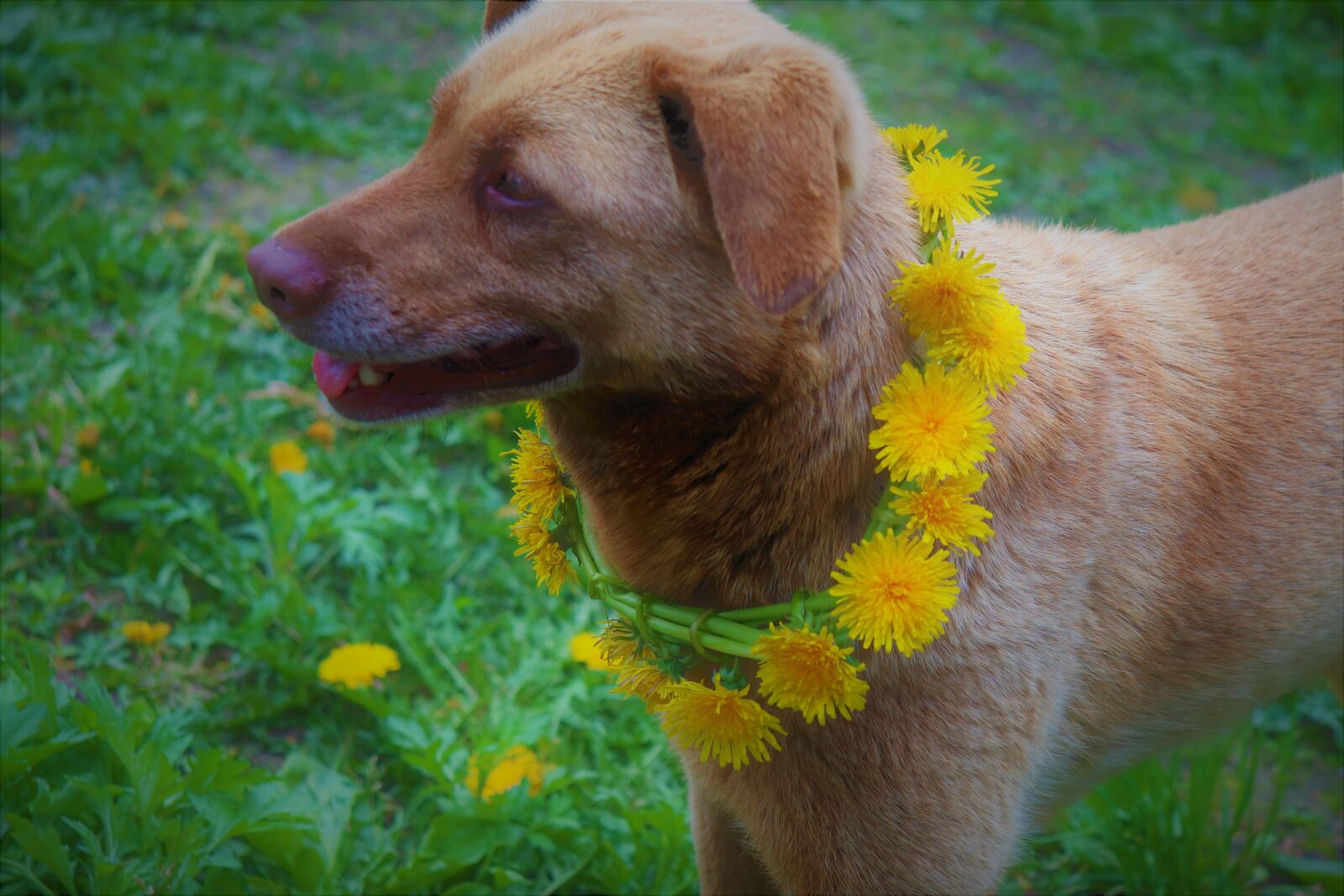 Canon EF-S 18-55mm F4-5.6 IS STM sample photo. Dog, redhead, pet photography