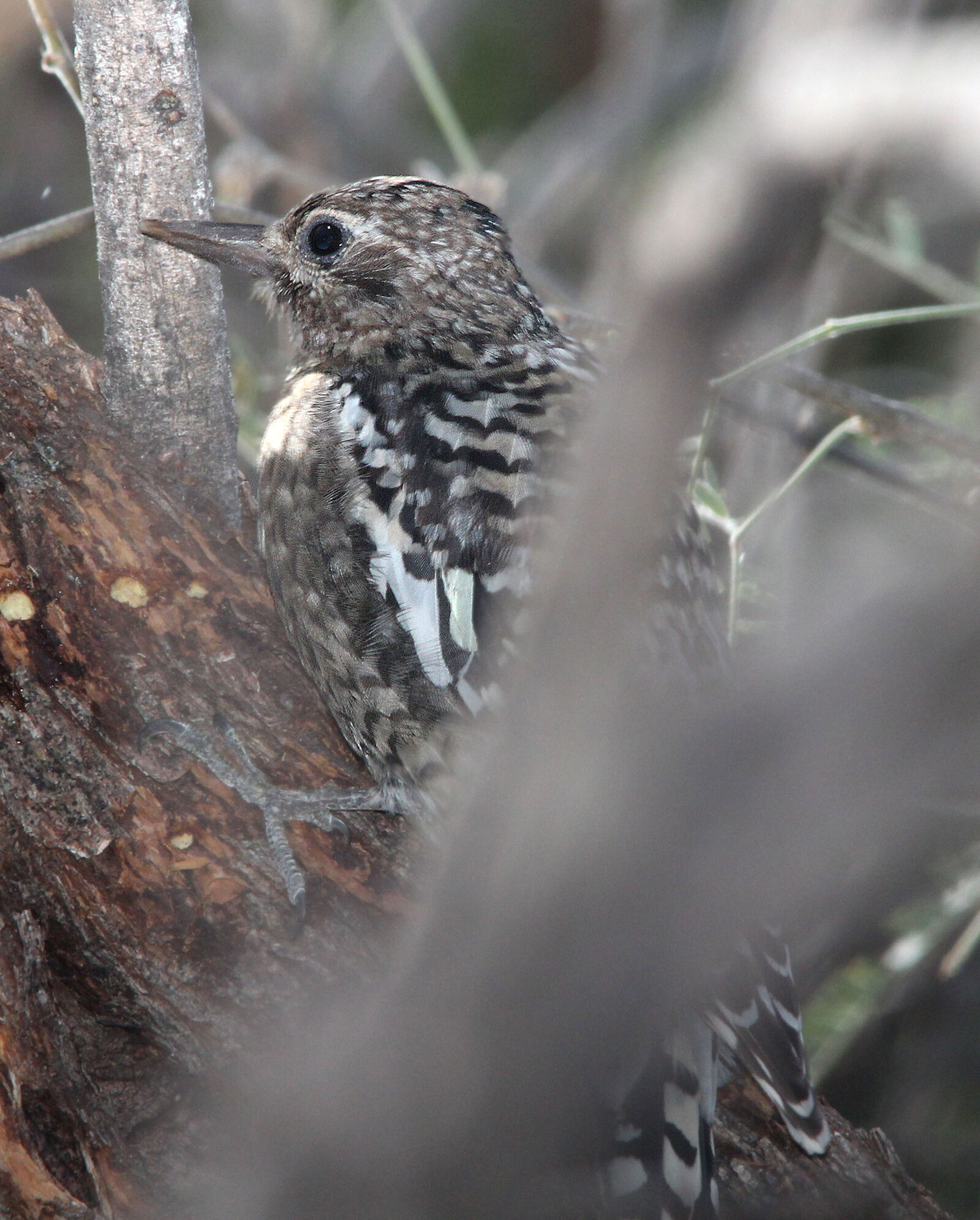 Canon EF 300mm F4L IS USM sample photo