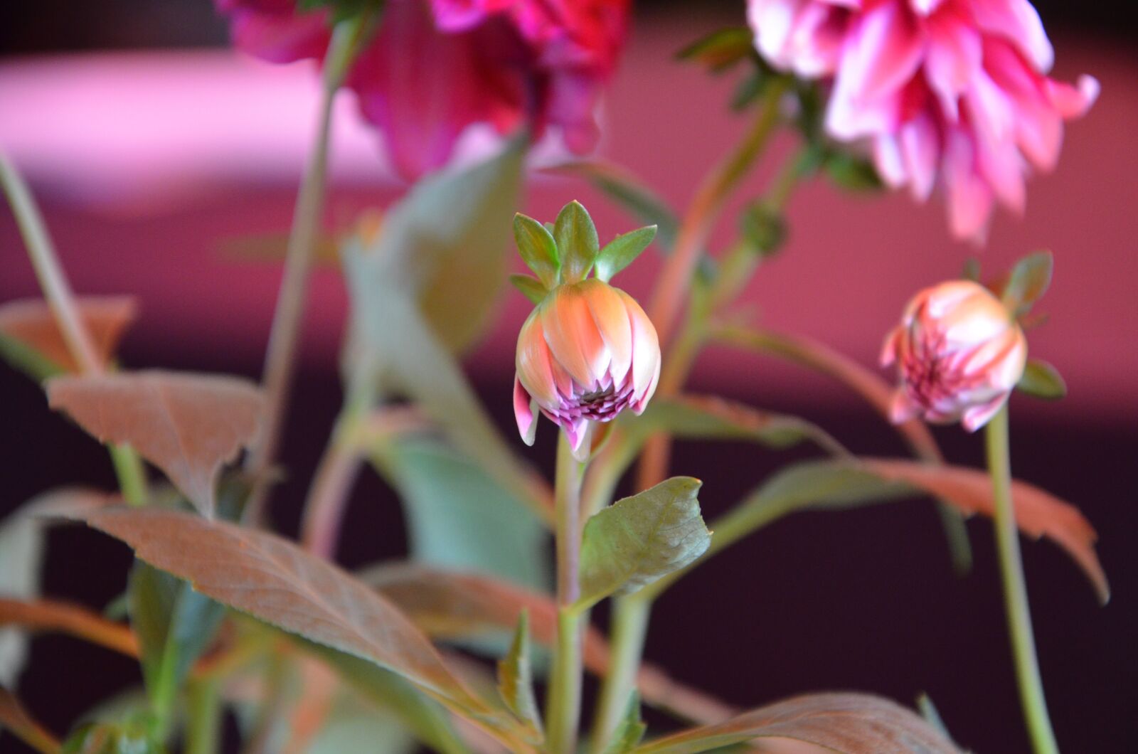 Nikon D5100 sample photo. Rosa, flower, nature photography