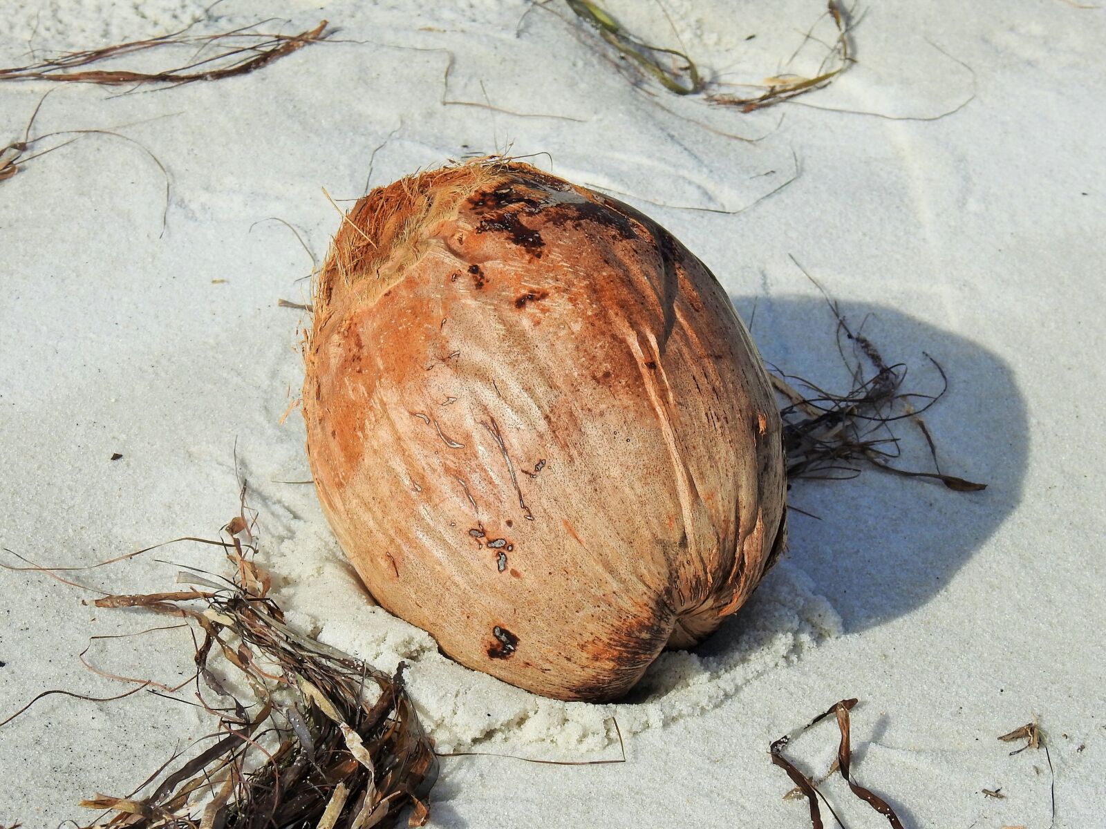 Nikon Coolpix P900 sample photo. Coconut, fruit, beach photography
