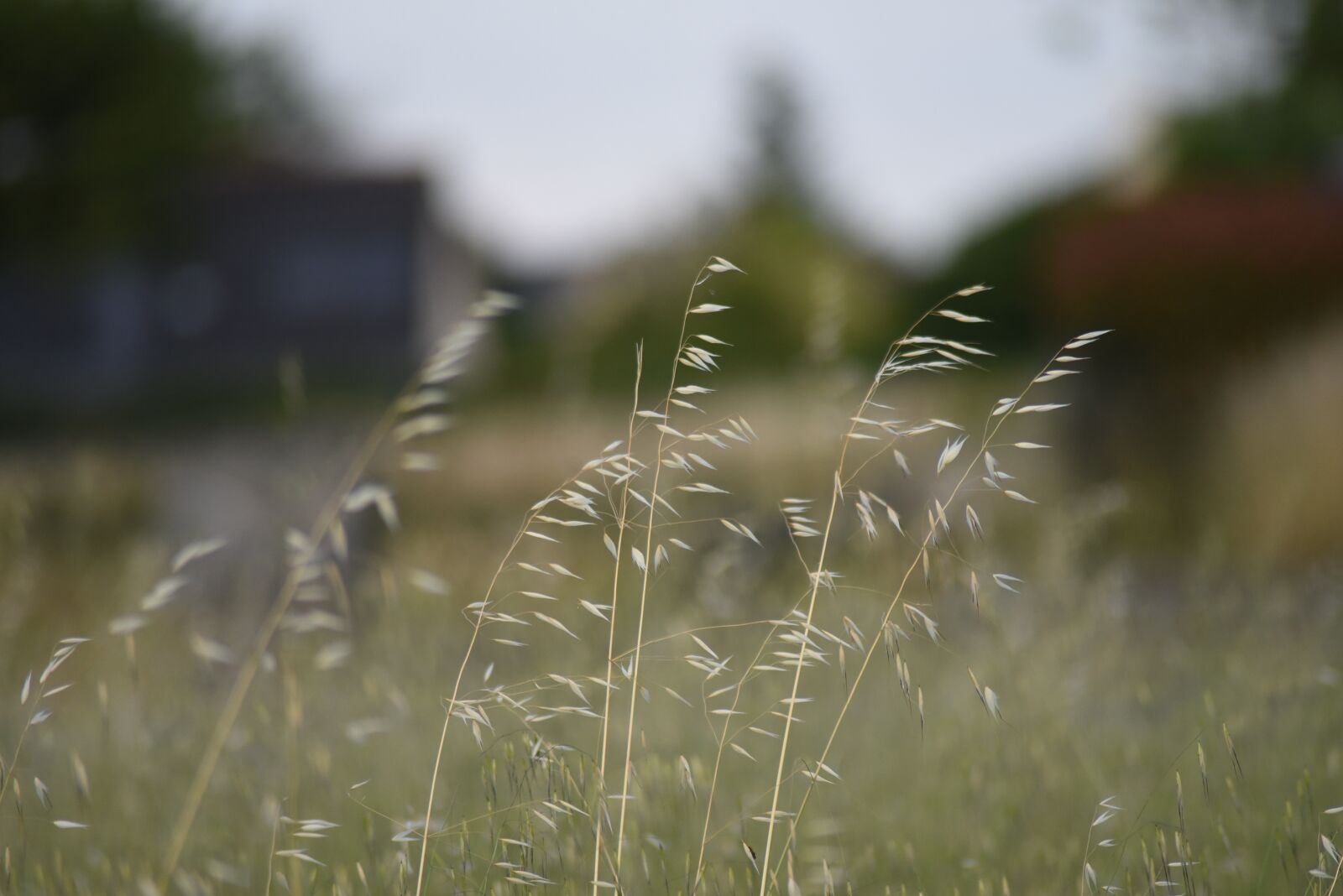 Nikon D750 sample photo. Flower, perspective, bokeh photography