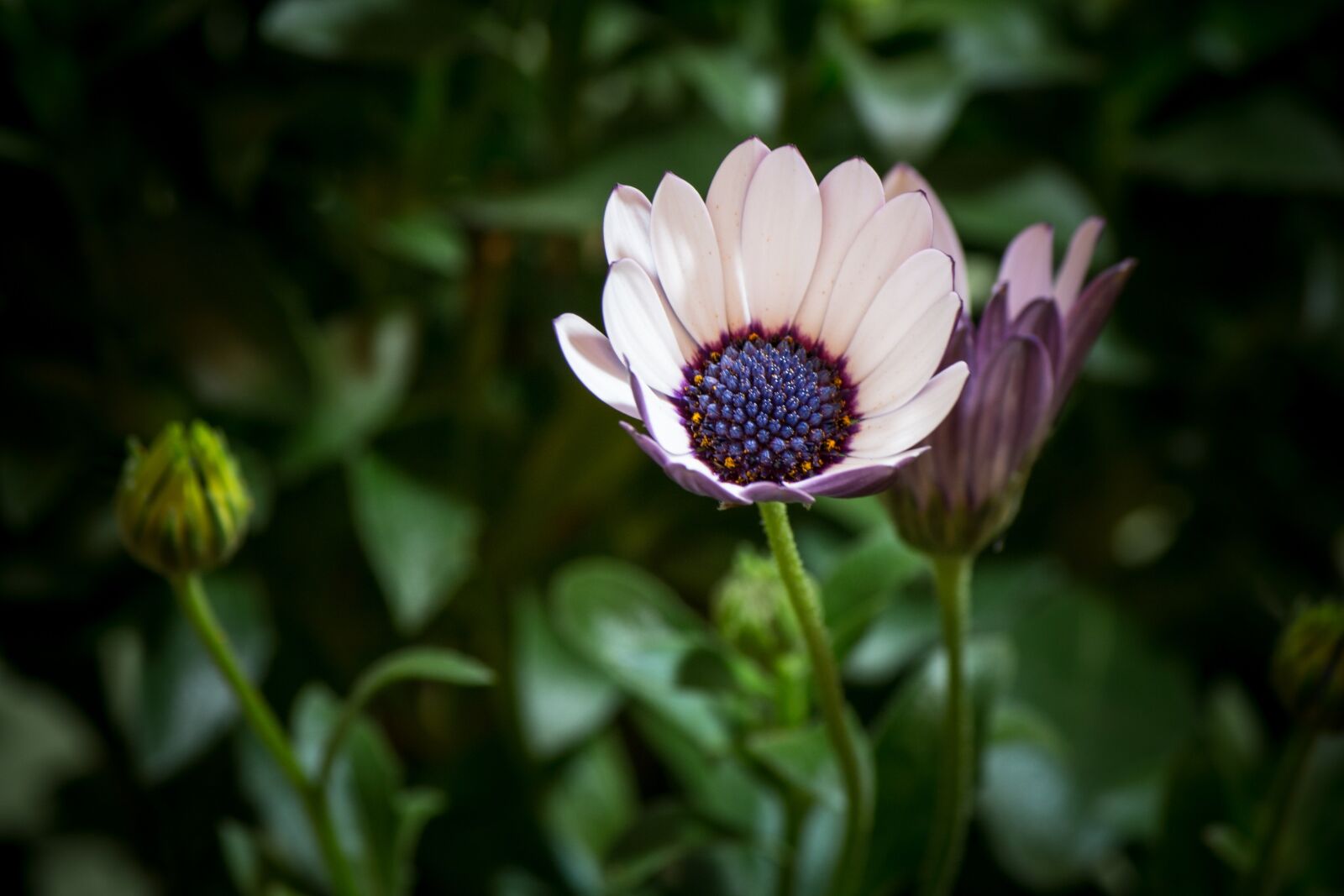 Canon EF-S 55-250mm F4-5.6 IS II sample photo. Osteospermum ecklonis, bornholm marguerite photography