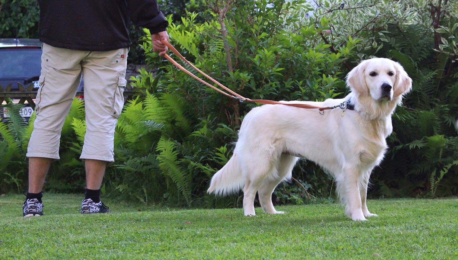 Canon EOS 100D (EOS Rebel SL1 / EOS Kiss X7) sample photo. Dog, grass, pet photography