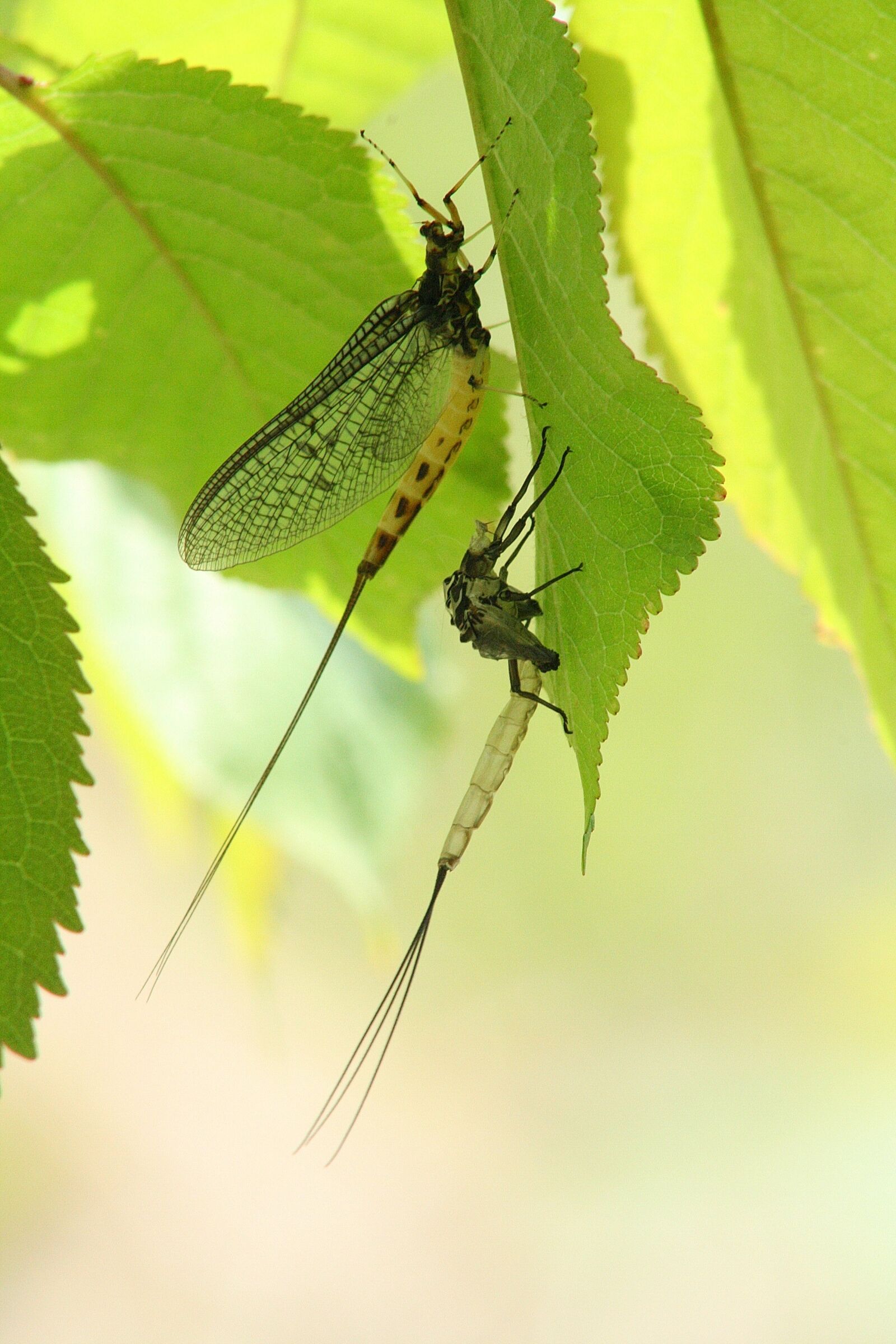 Canon EOS 400D (EOS Digital Rebel XTi / EOS Kiss Digital X) sample photo. Dragonfly, larva, hatched photography