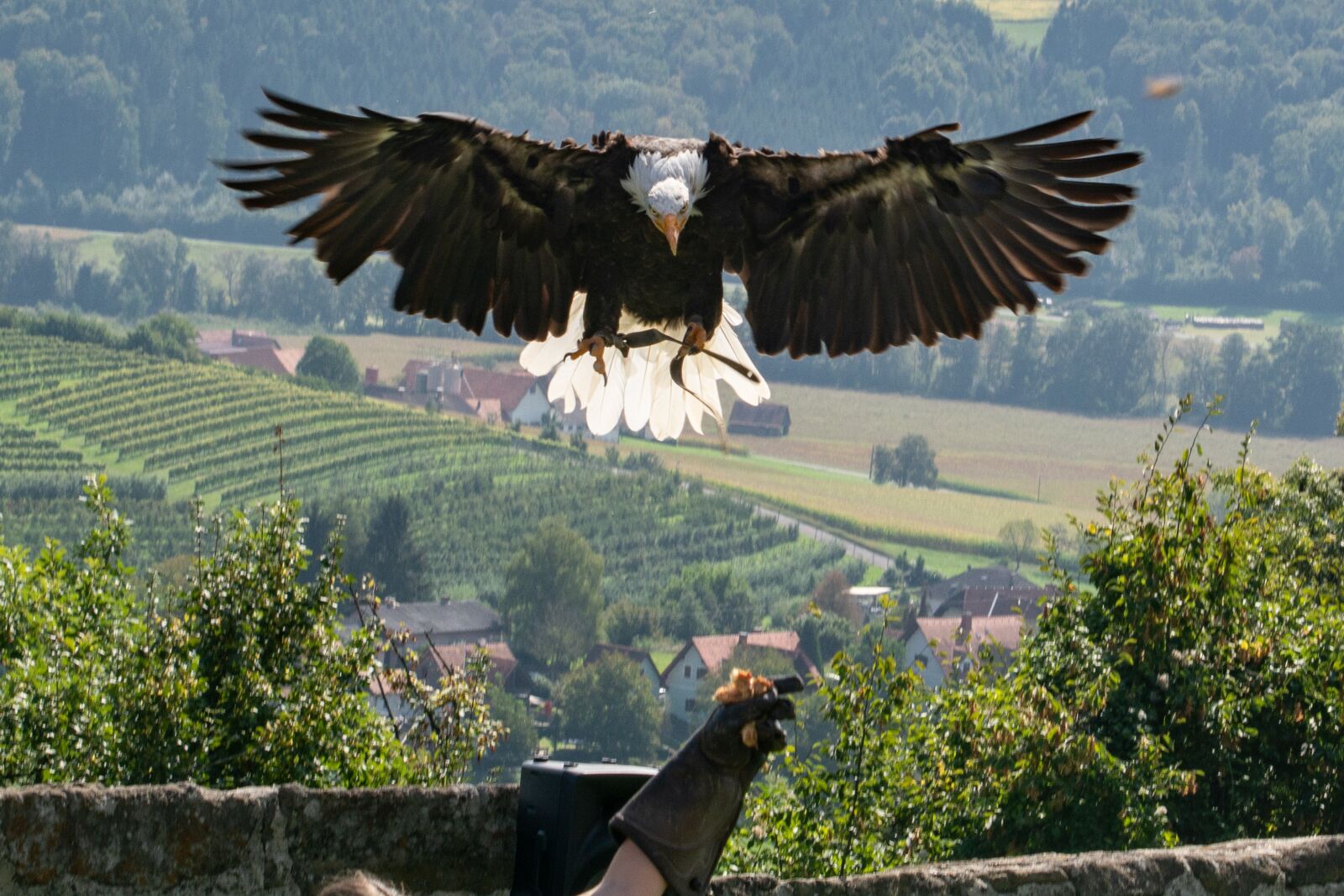 Nikon D5200 sample photo. Riegersburg, raptor, bird of photography