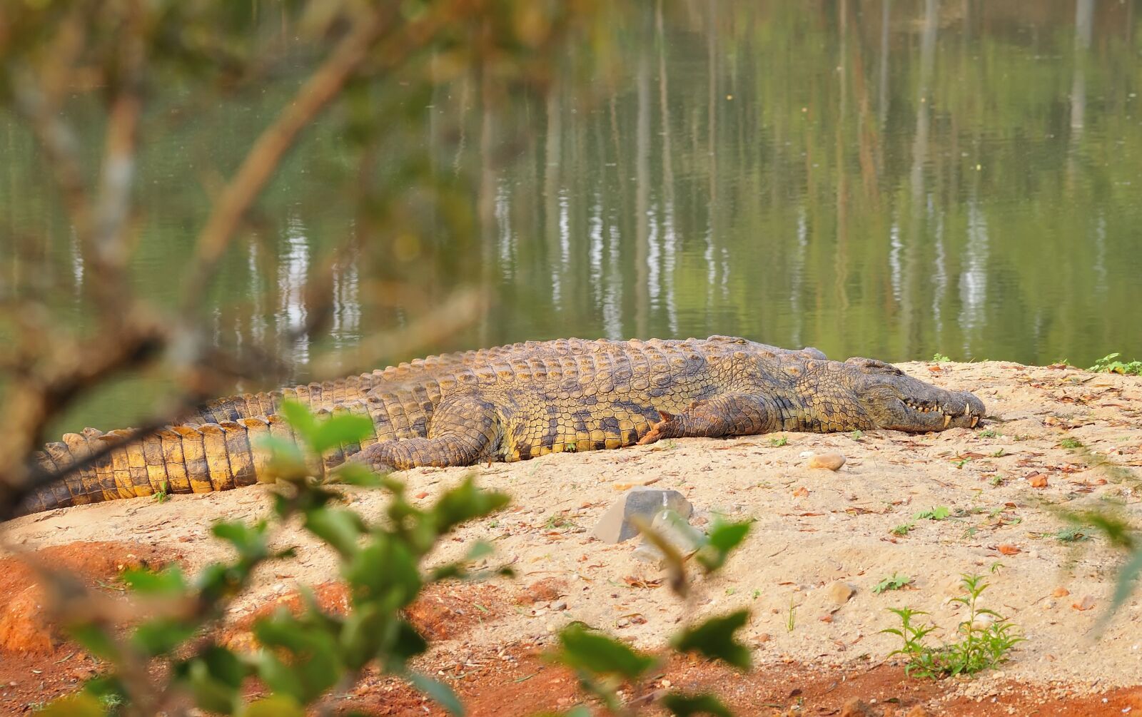 Nikon D300S sample photo. Animals, safari, africa photography