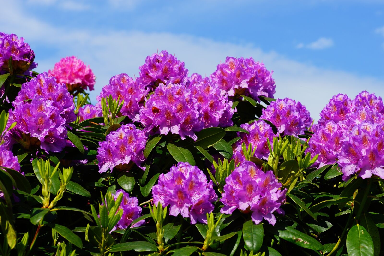 Sony a99 II + Minolta AF 100mm F2.8 Macro [New] sample photo. Flowers, rhododendrons, bush photography