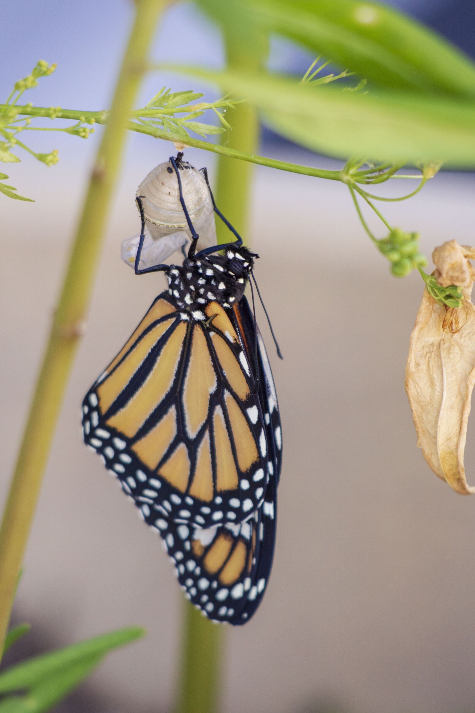 Canon EF 70-300 F4-5.6 IS II USM sample photo. Butterfly, cocoon, metamorphosis photography
