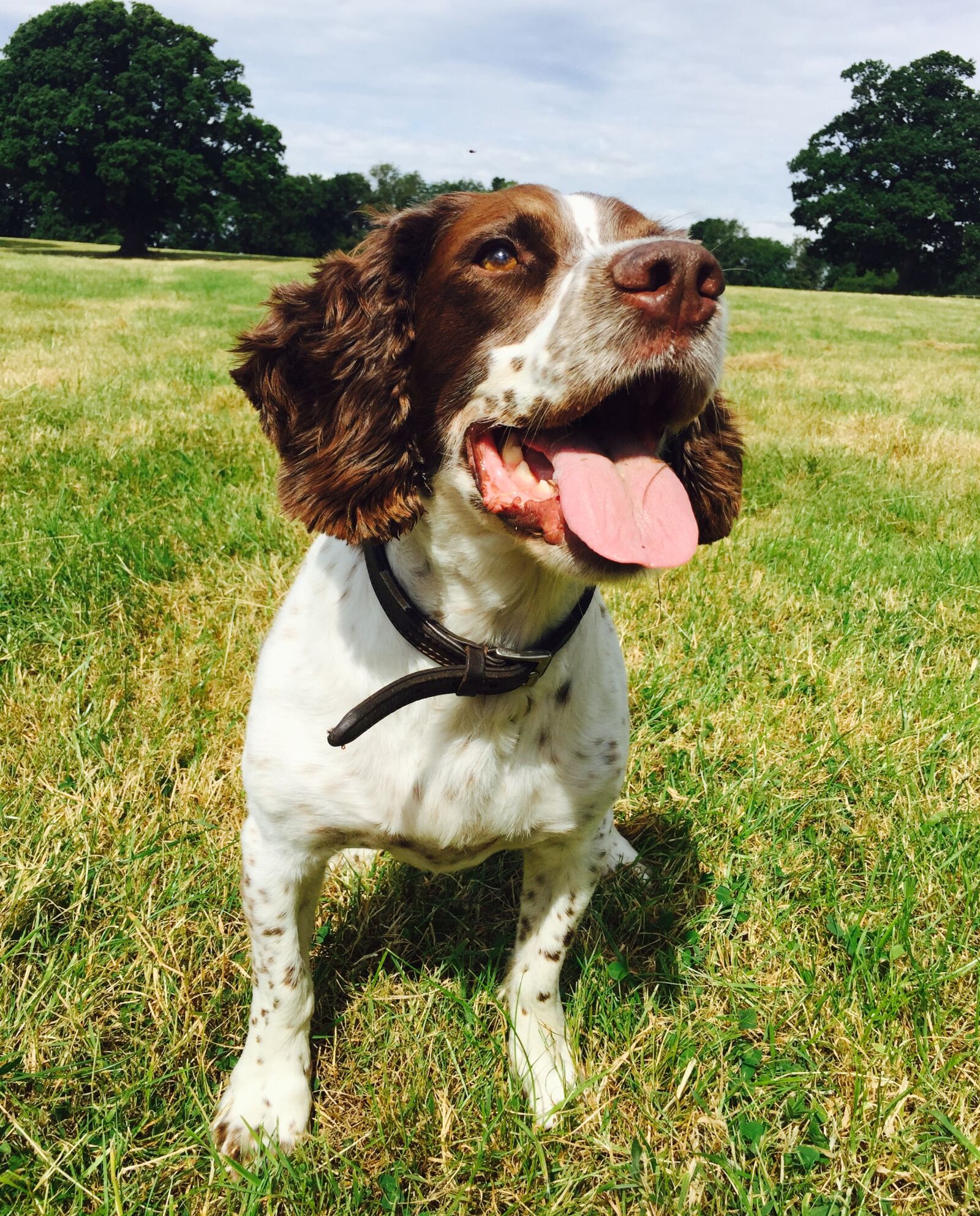 Apple iPhone 6 sample photo. English, springer, spaniel photography