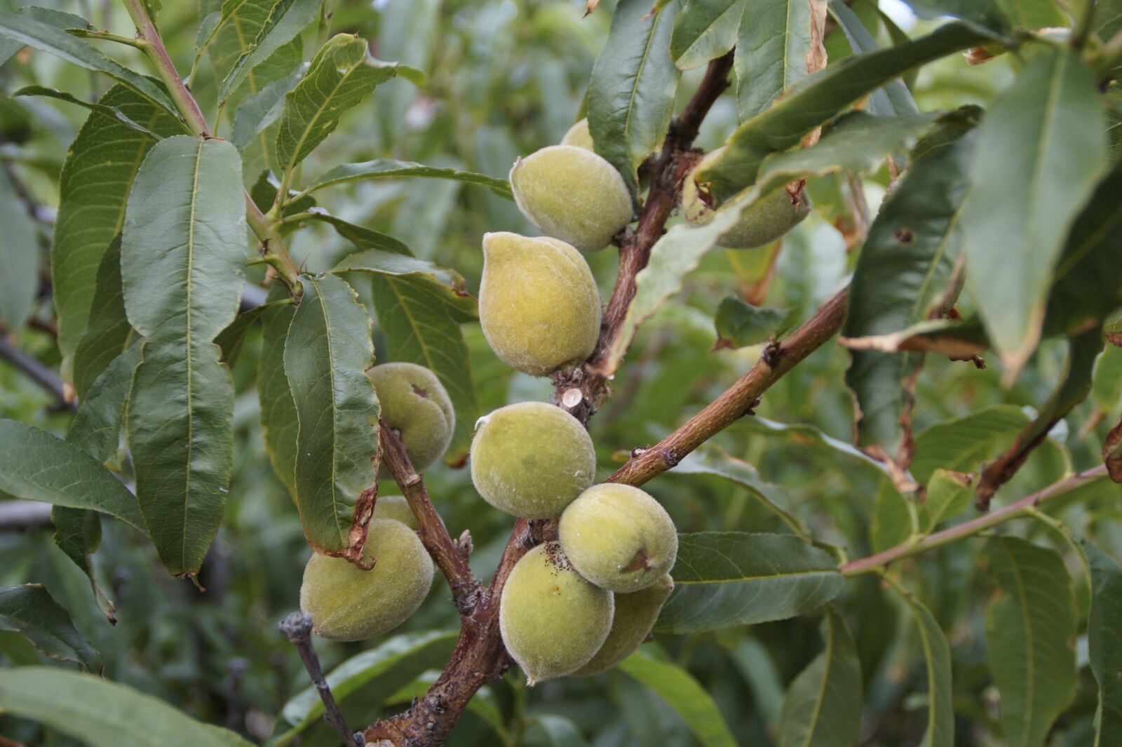 Sony SLT-A58 sample photo. Almond tree, tree, almonds photography