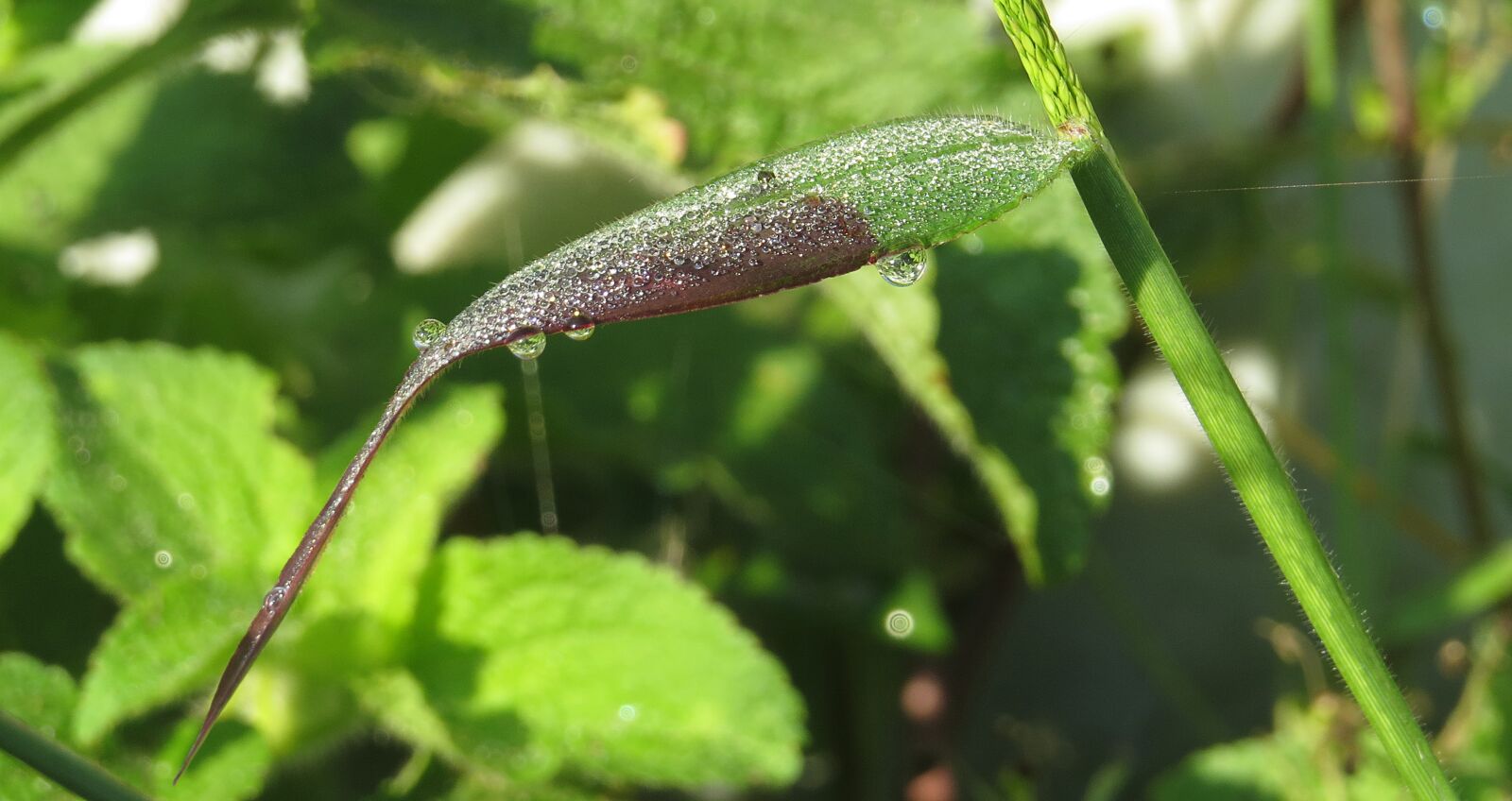 Canon PowerShot SX50 HS sample photo. Plant, leaf, spray photography