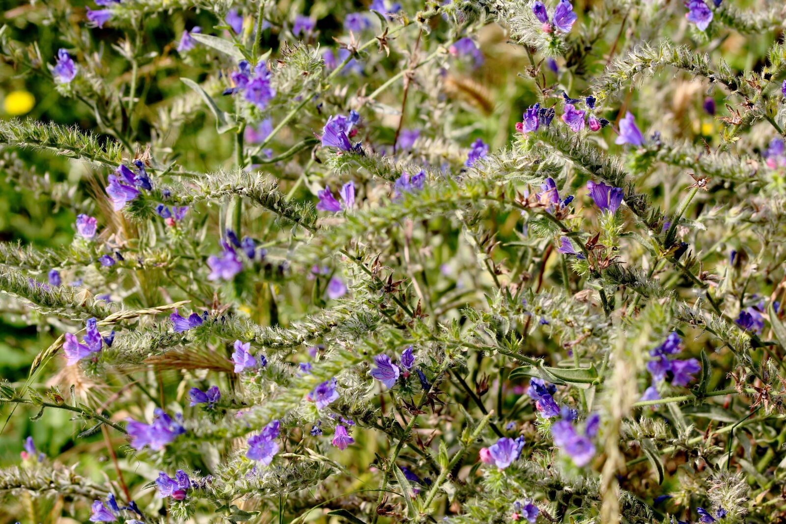 Canon EOS 550D (EOS Rebel T2i / EOS Kiss X4) sample photo. Flower, purple, nature photography