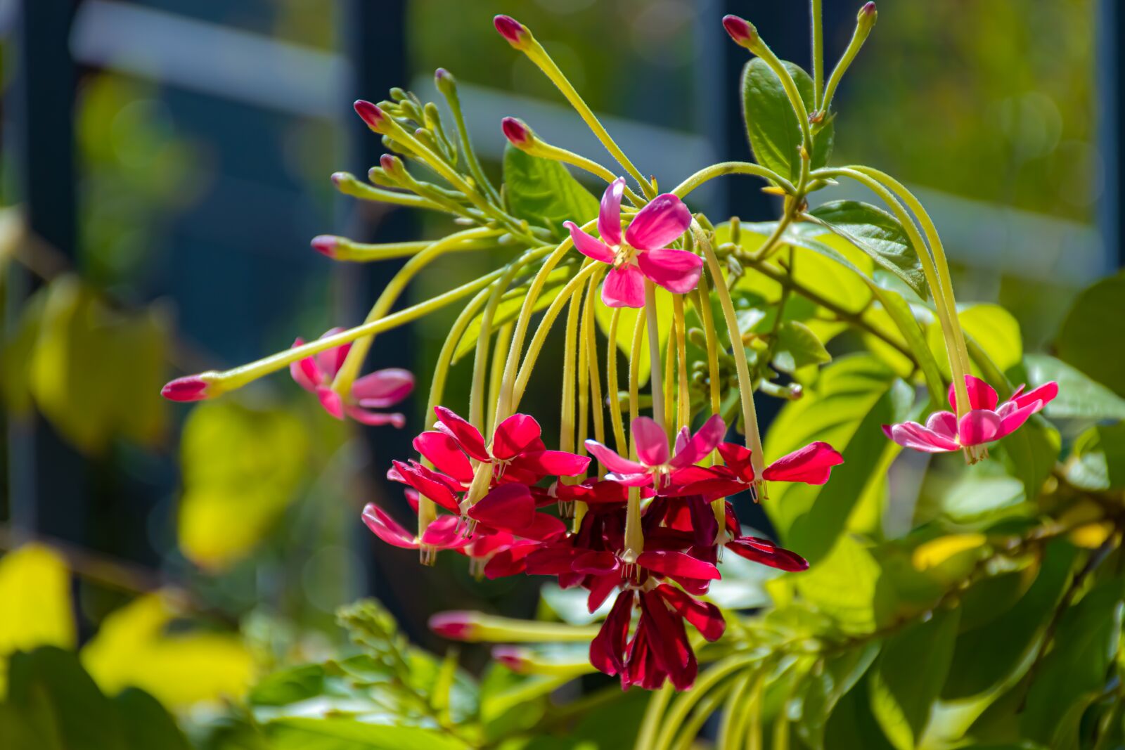 Nikon D5600 sample photo. Flowers, red, blossom photography