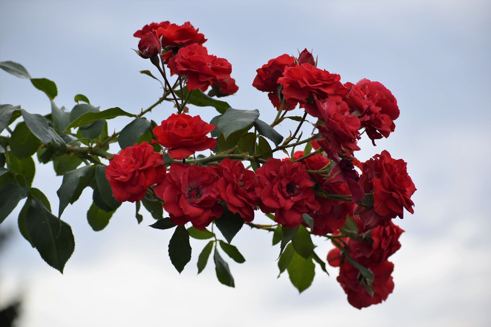 Nikon D3300 sample photo. Red roses, flowers, blooming photography