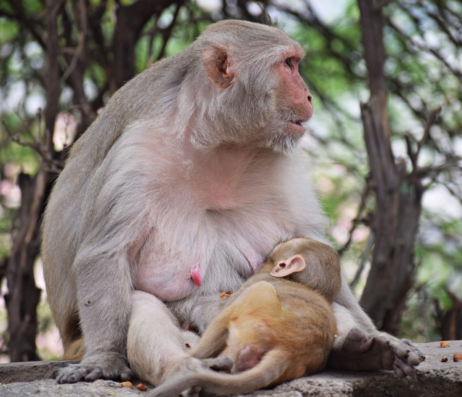 Nikon D3300 sample photo. Monkey, mother, breastfeeding photography