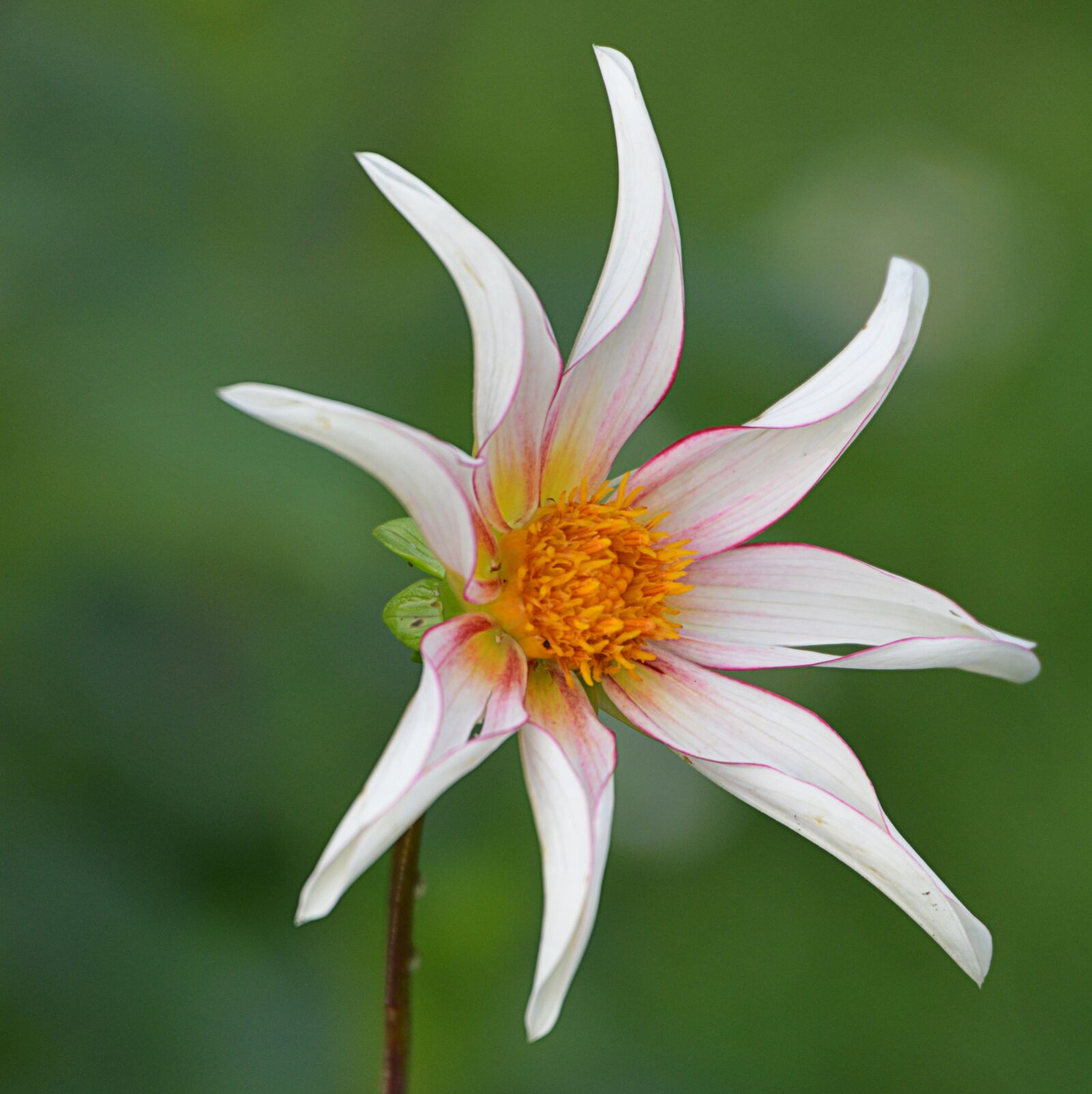 Nikon D5200 sample photo. Flower, nature, dahlia photography