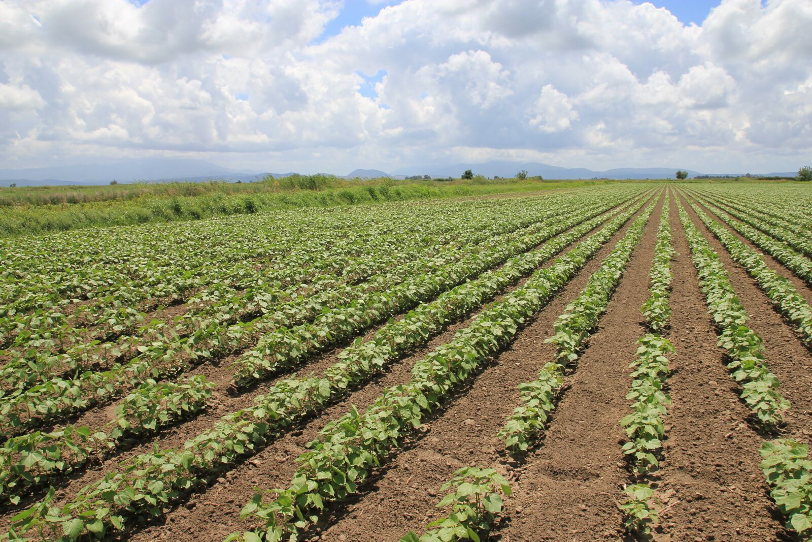Canon EOS 550D (EOS Rebel T2i / EOS Kiss X4) sample photo. Agriculture, area, cotton photography