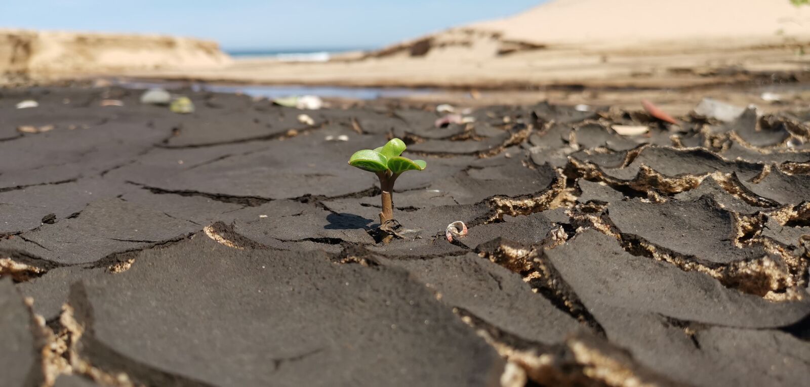 HUAWEI LYA-L29 sample photo. Life, beach, river mouth photography