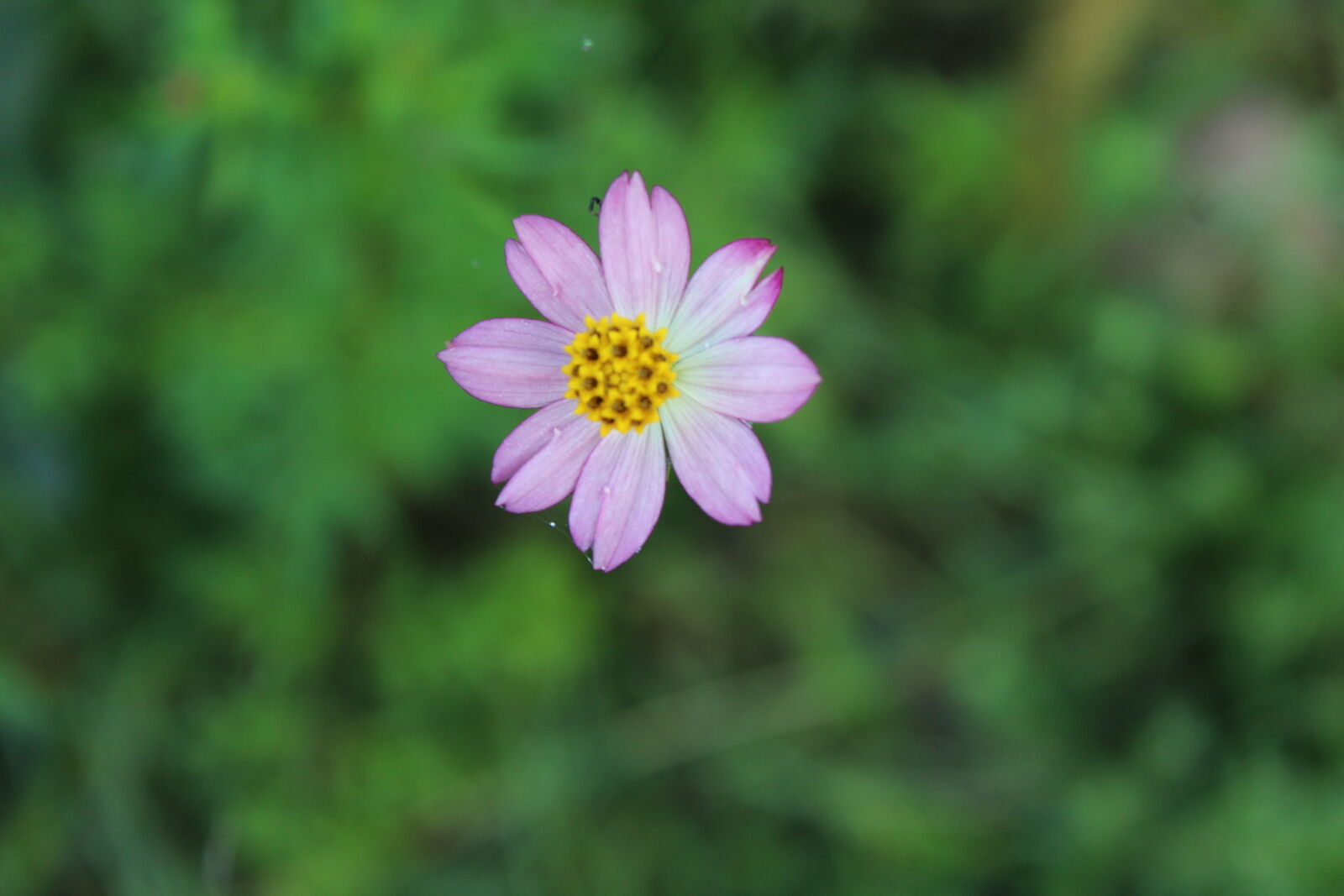 Canon EOS 1200D (EOS Rebel T5 / EOS Kiss X70 / EOS Hi) sample photo