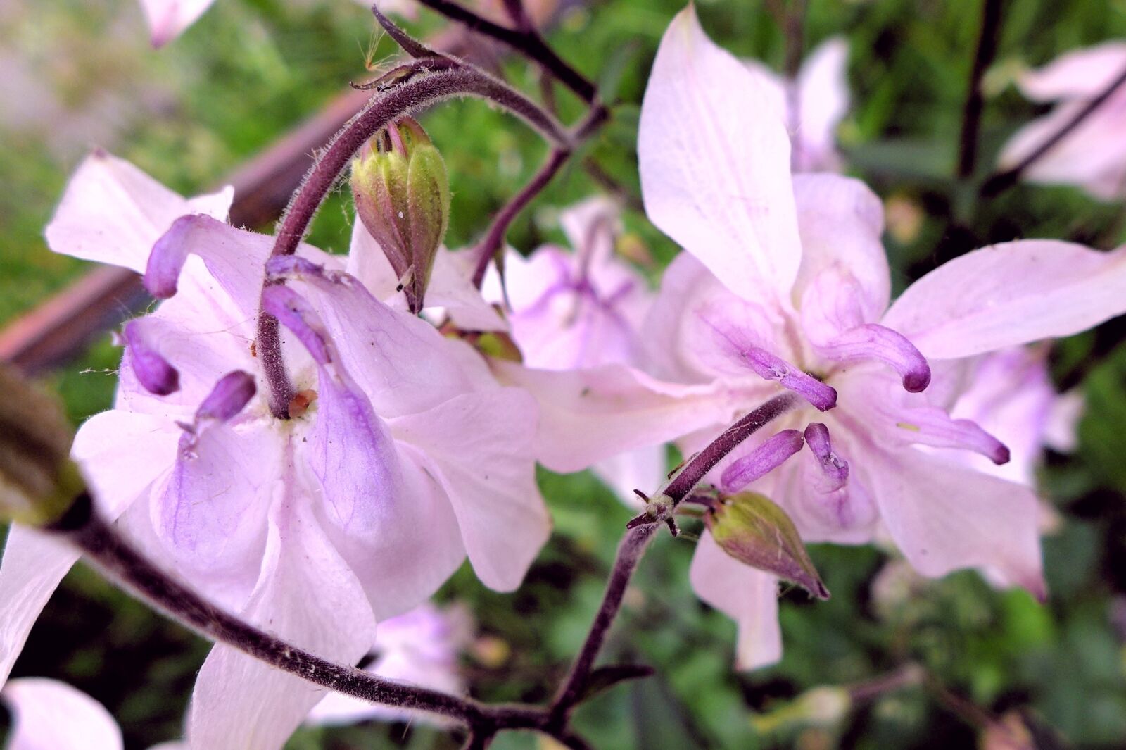 Panasonic Lumix DMC-LX7 sample photo. Violet, columbine, close up photography