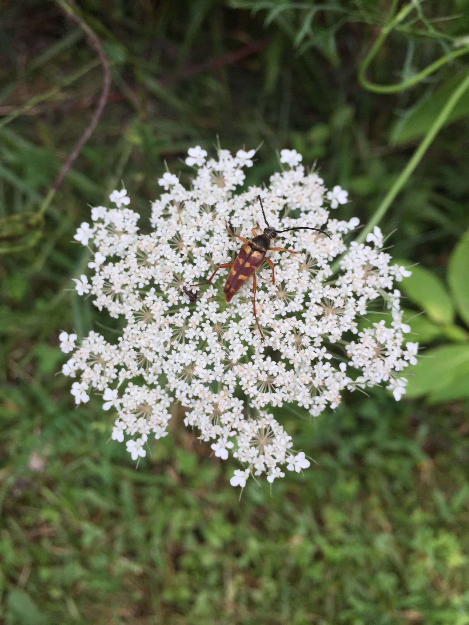 Apple iPhone 6 sample photo. Flower, insect, nature photography