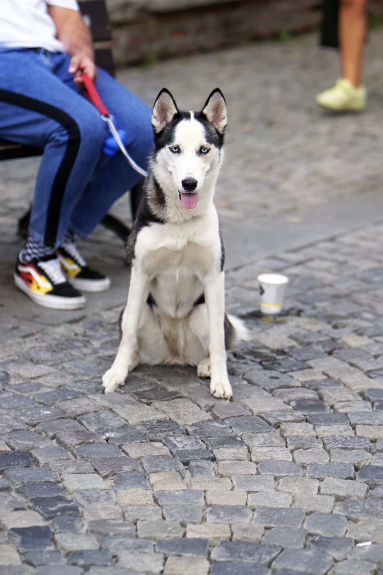 Nikon D5300 sample photo. Dog, husky, mammalian photography