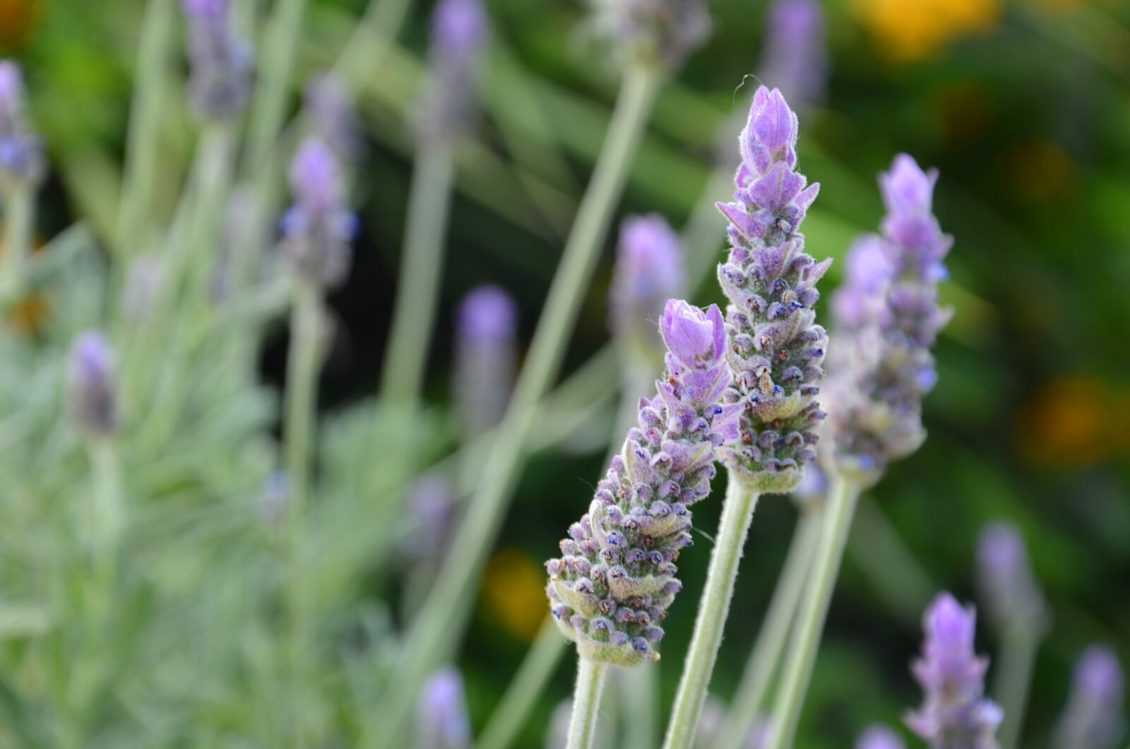 Nikon D7000 sample photo. Lavender, flowers, nature photography