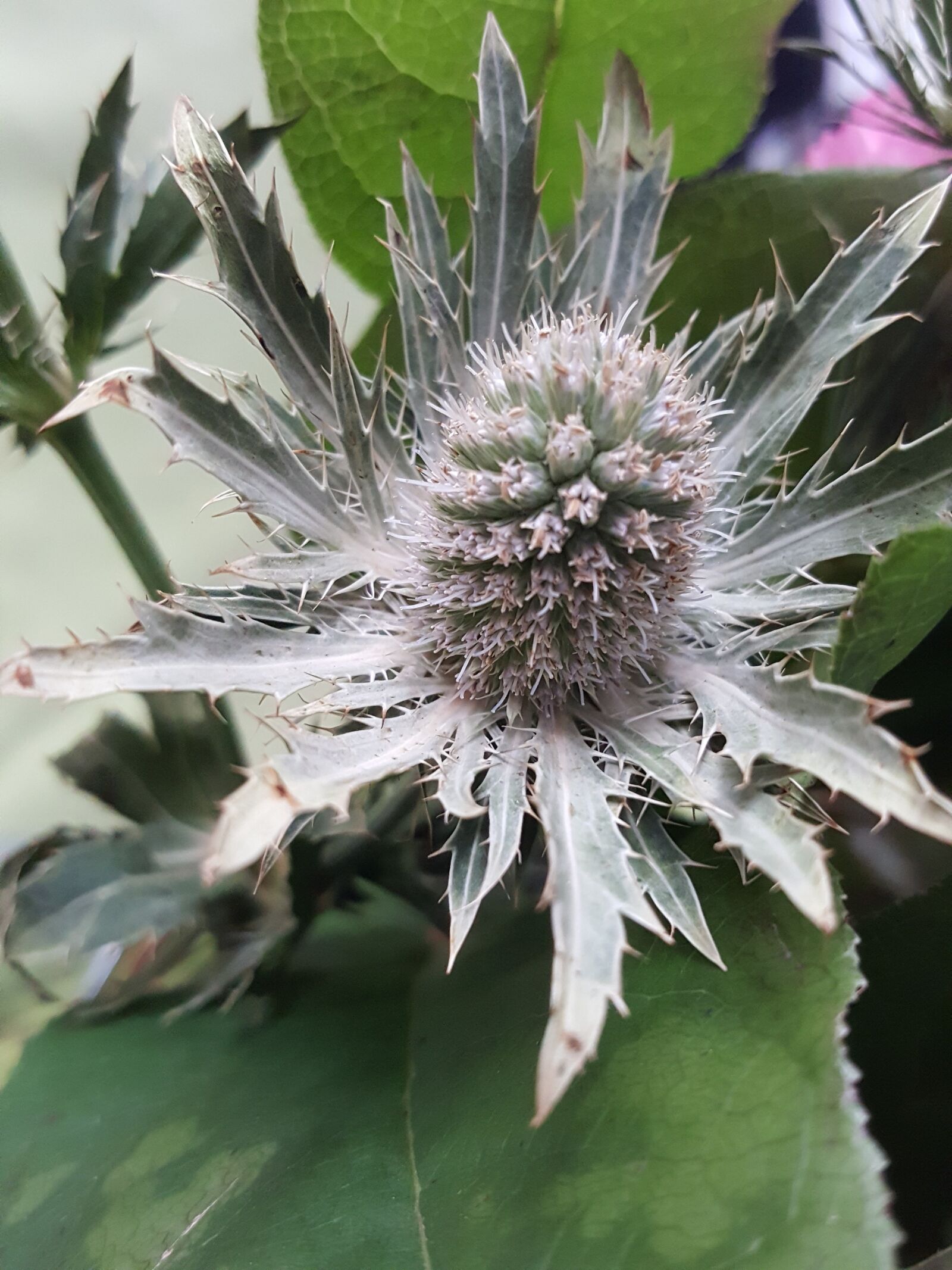 Samsung Galaxy S6 sample photo. Flower, thistle, grey photography