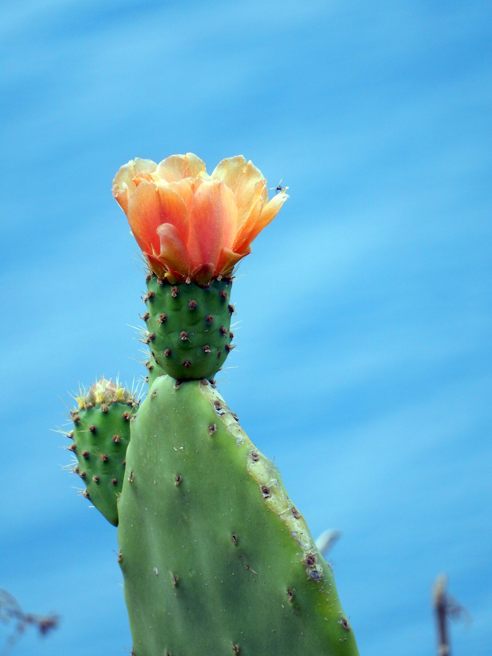 Nikon Coolpix S9700 sample photo. Cactus, madeira, flora photography