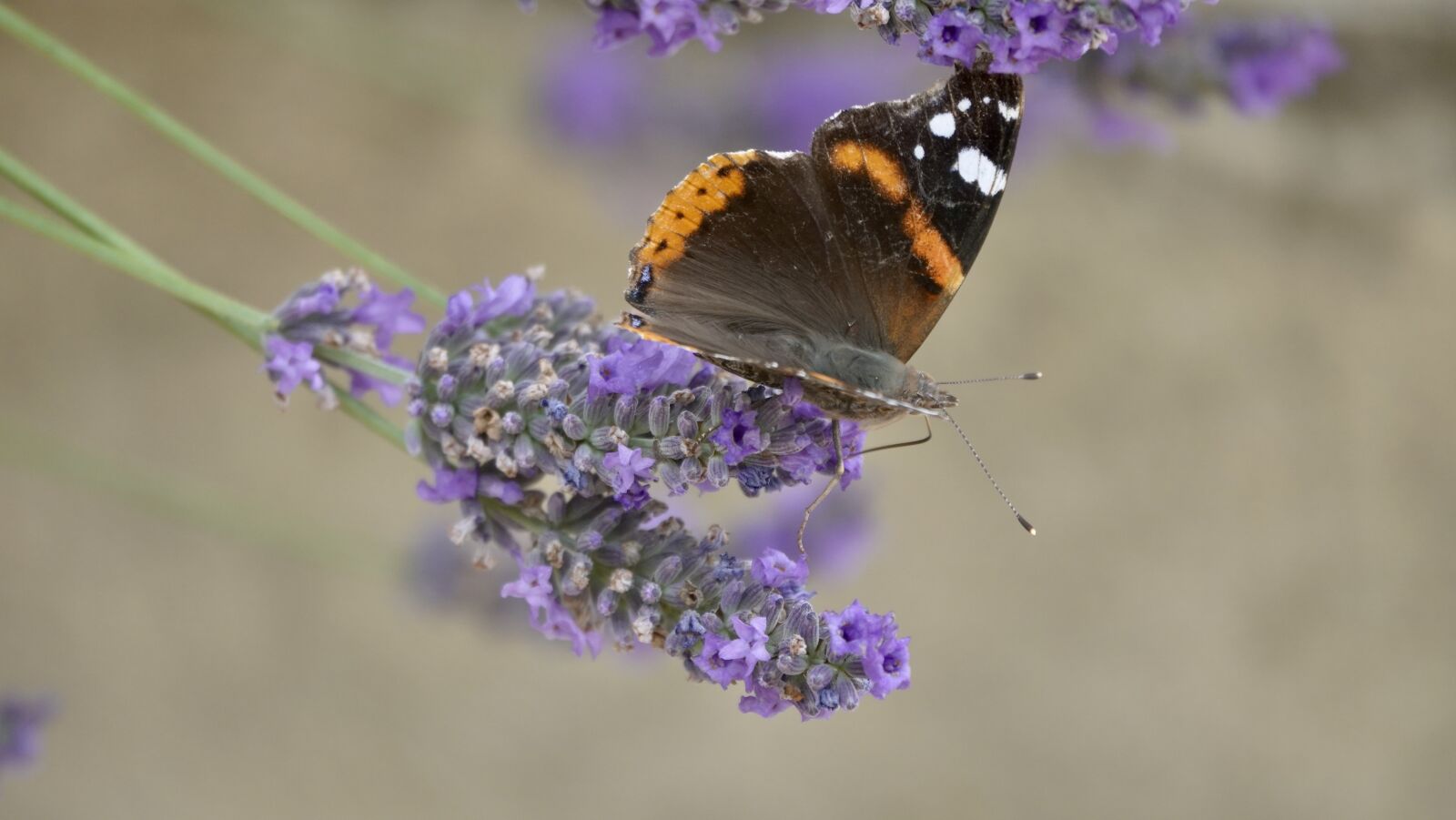 Sony Cyber-shot DSC-RX10 IV sample photo. Butterfly, lavender, nature photography