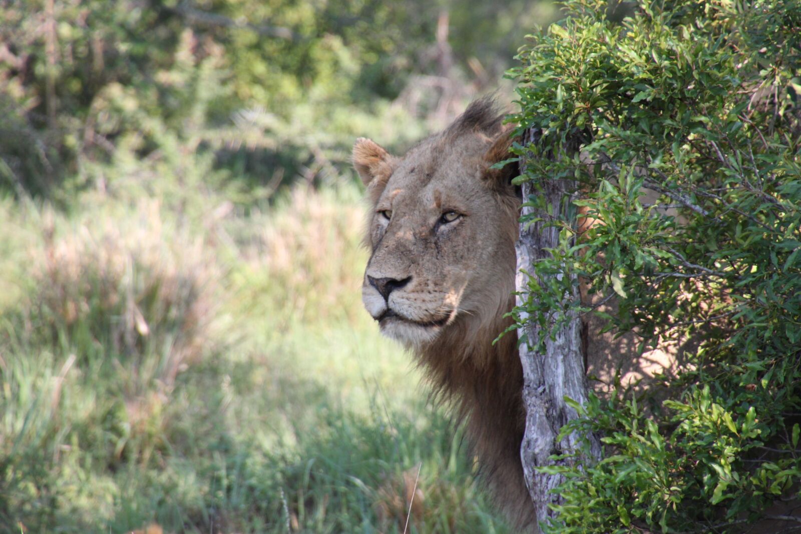 Canon EOS 500D (EOS Rebel T1i / EOS Kiss X3) sample photo. Nature, lion, south africa photography