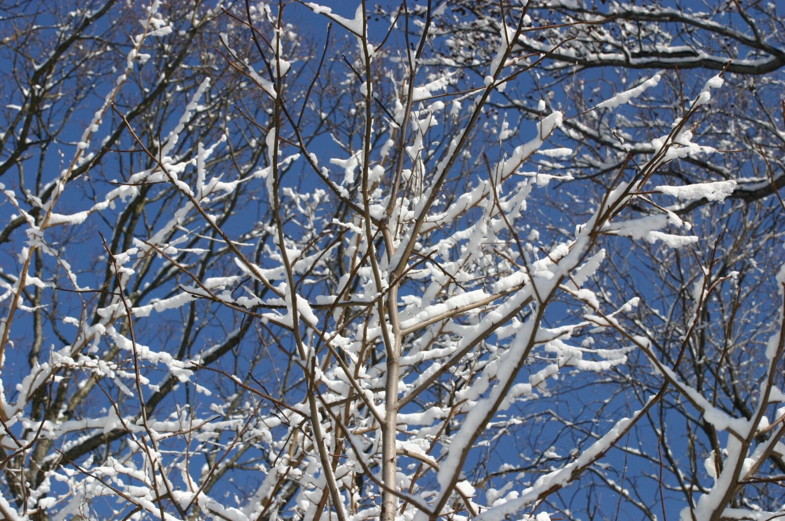 Canon EOS 300D (EOS Digital Rebel / EOS Kiss Digital) sample photo. Snow, sun, tree photography