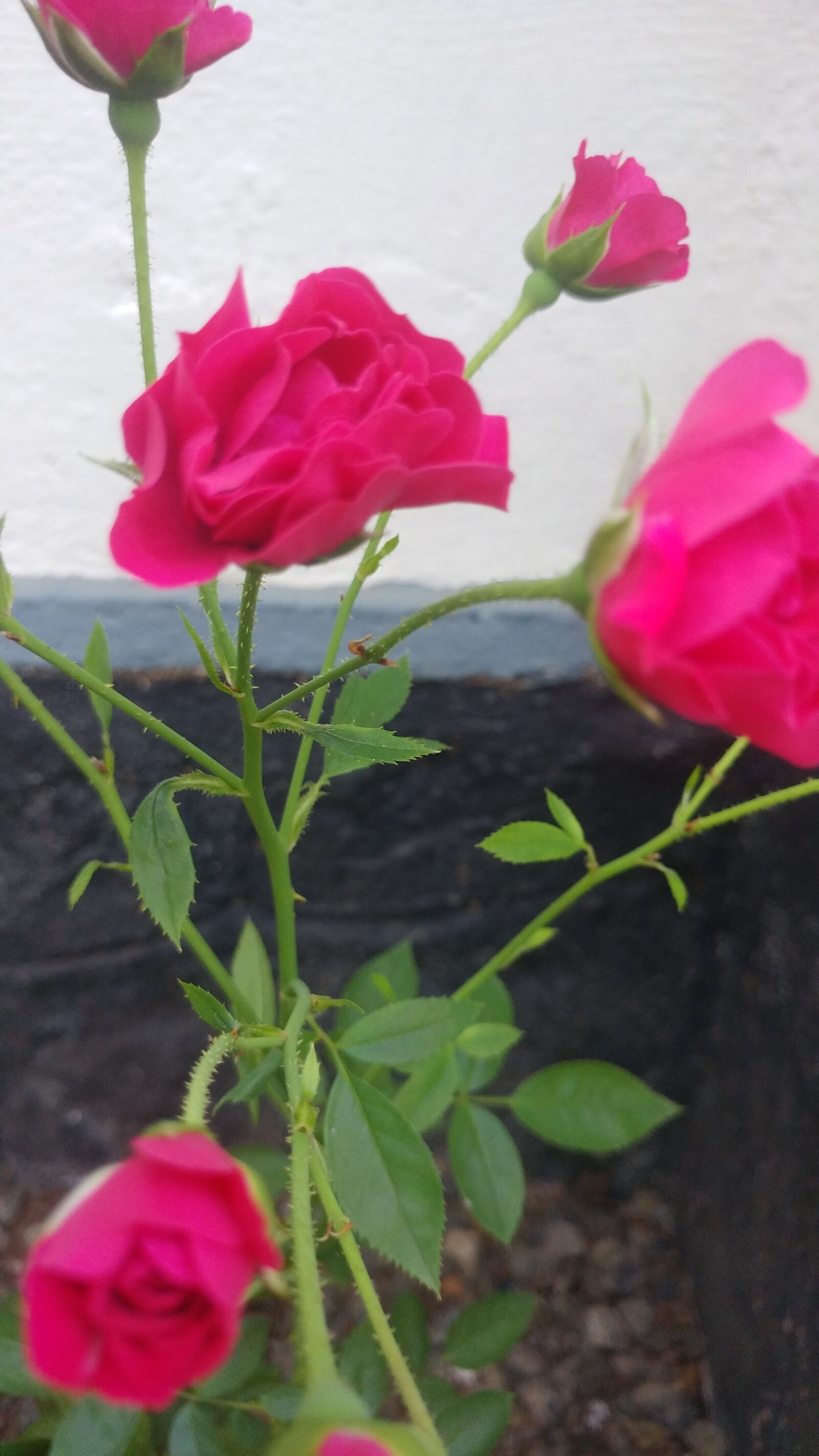LG G5 SE sample photo. Plant, flowers, roses photography