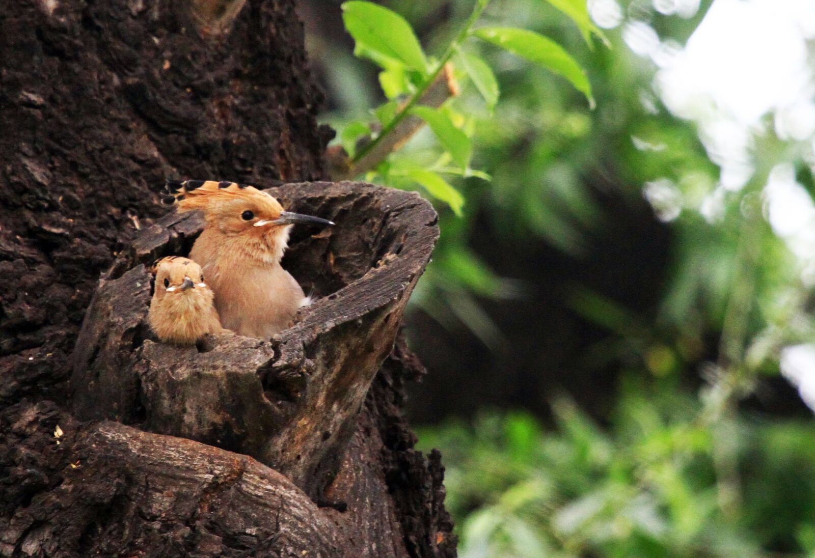 Canon EF 100-400mm F4.5-5.6L IS USM sample photo. Beijing, hoopoe, birds photography