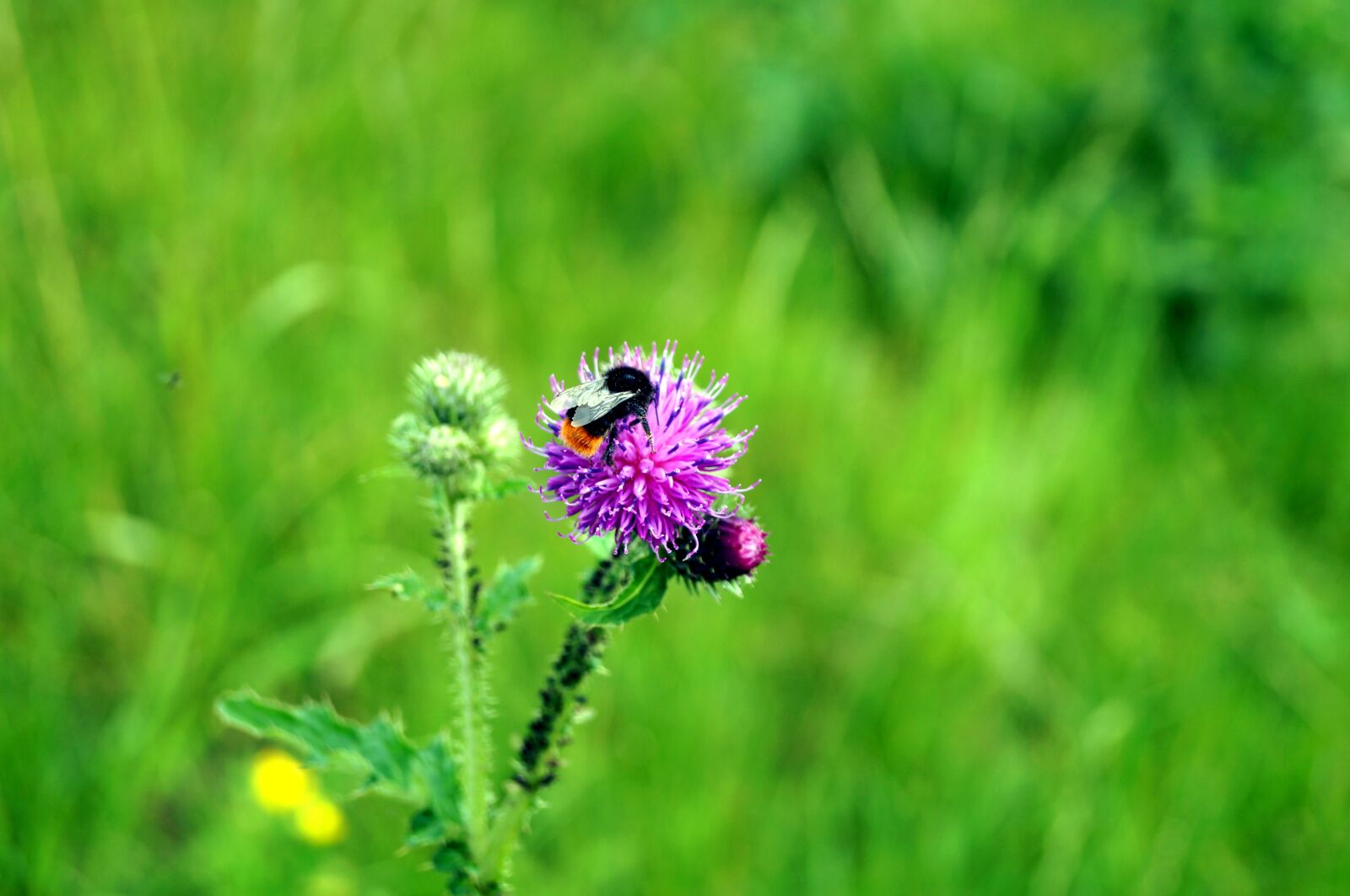 Sony SLT-A37 sample photo. Flower, bee, hummel photography