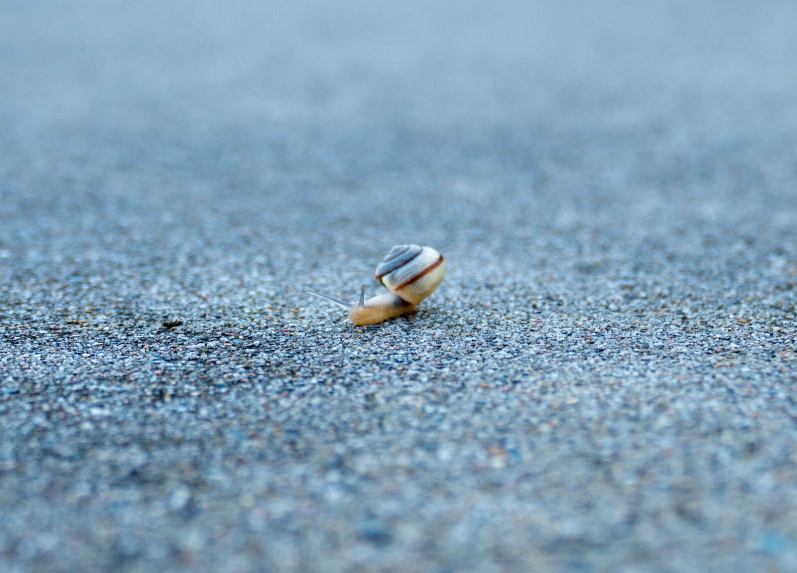 Panasonic Lumix DMC-FZ1000 sample photo. Snail, eyes, depth of photography