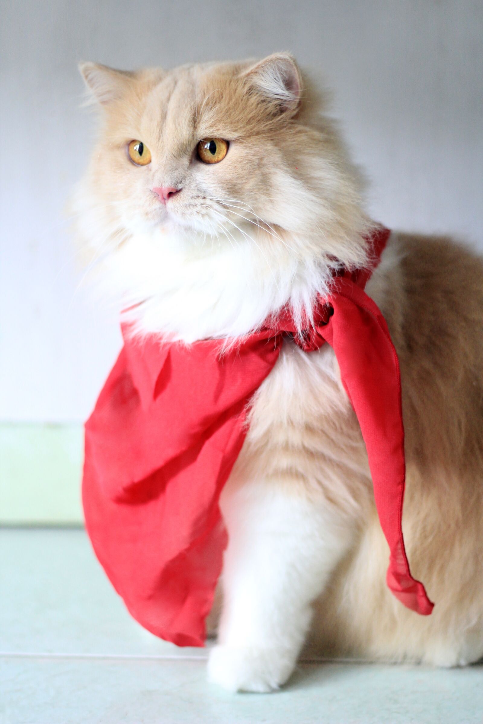 Canon EOS 60D sample photo. Paint, pet, cute photography