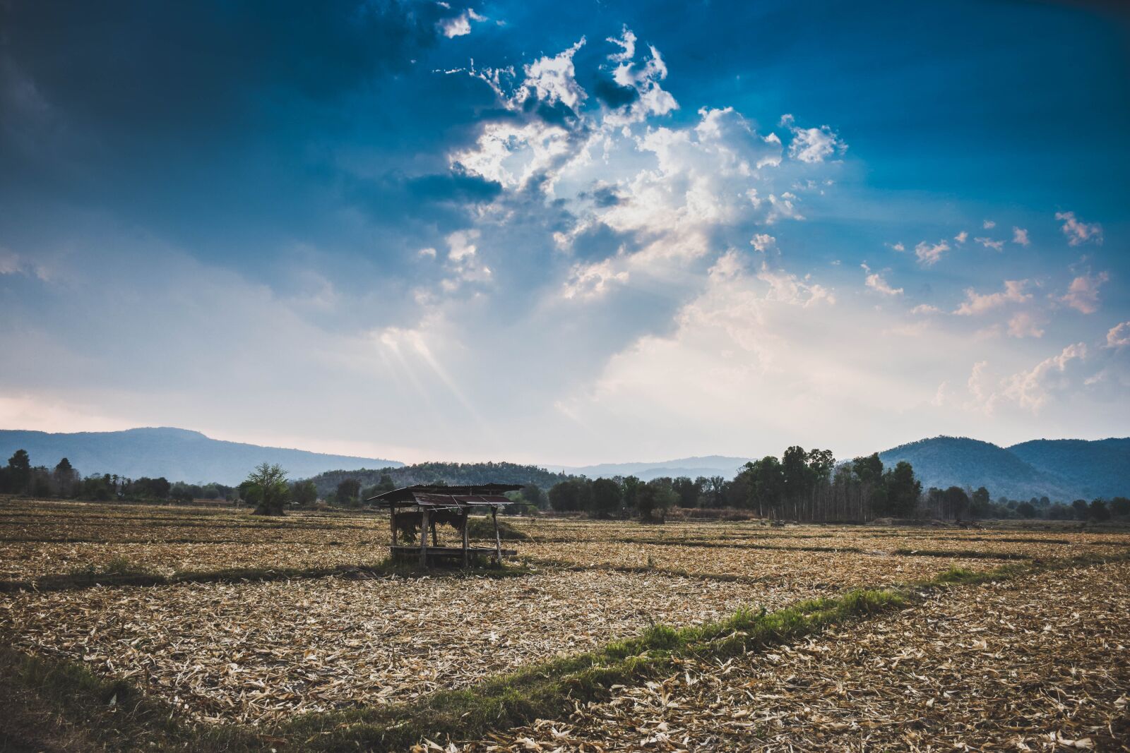 Nikon D5300 sample photo. Field in the spring photography