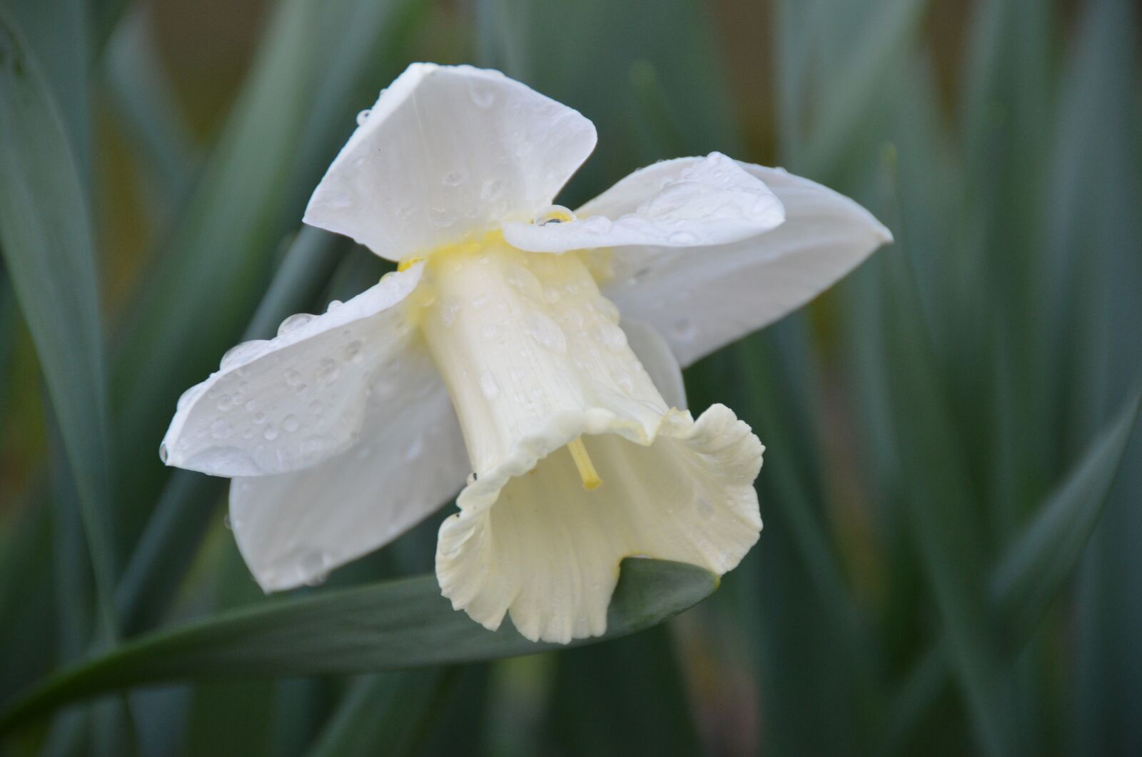 Nikon D7000 sample photo. Daffodil, spring, easter photography