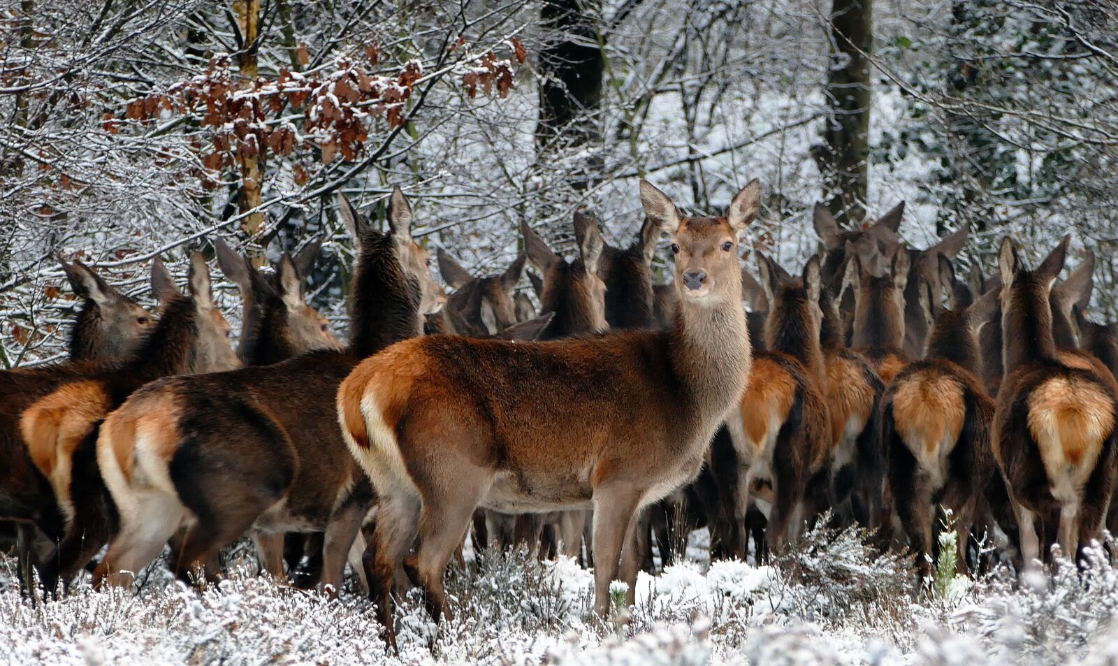 Panasonic Lumix DMC-FZ1000 sample photo. Cold, snow, nature, forest photography