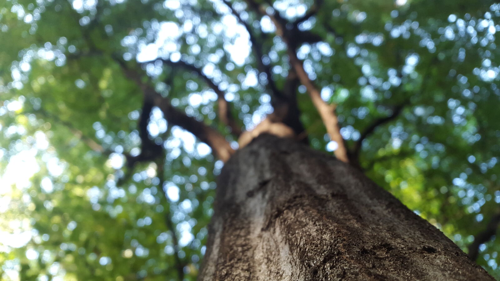 Samsung Galaxy Alpha sample photo. Fall, tree photography