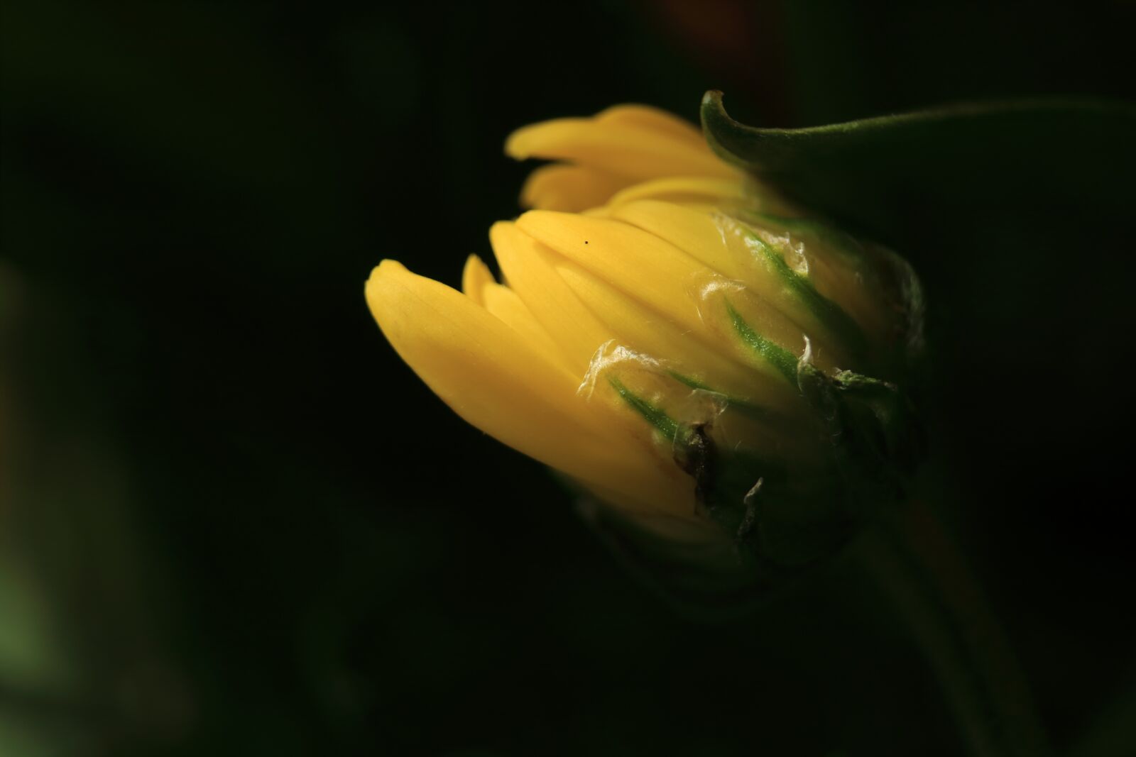 Canon EOS 750D (EOS Rebel T6i / EOS Kiss X8i) sample photo. Flower, summer, macro photography