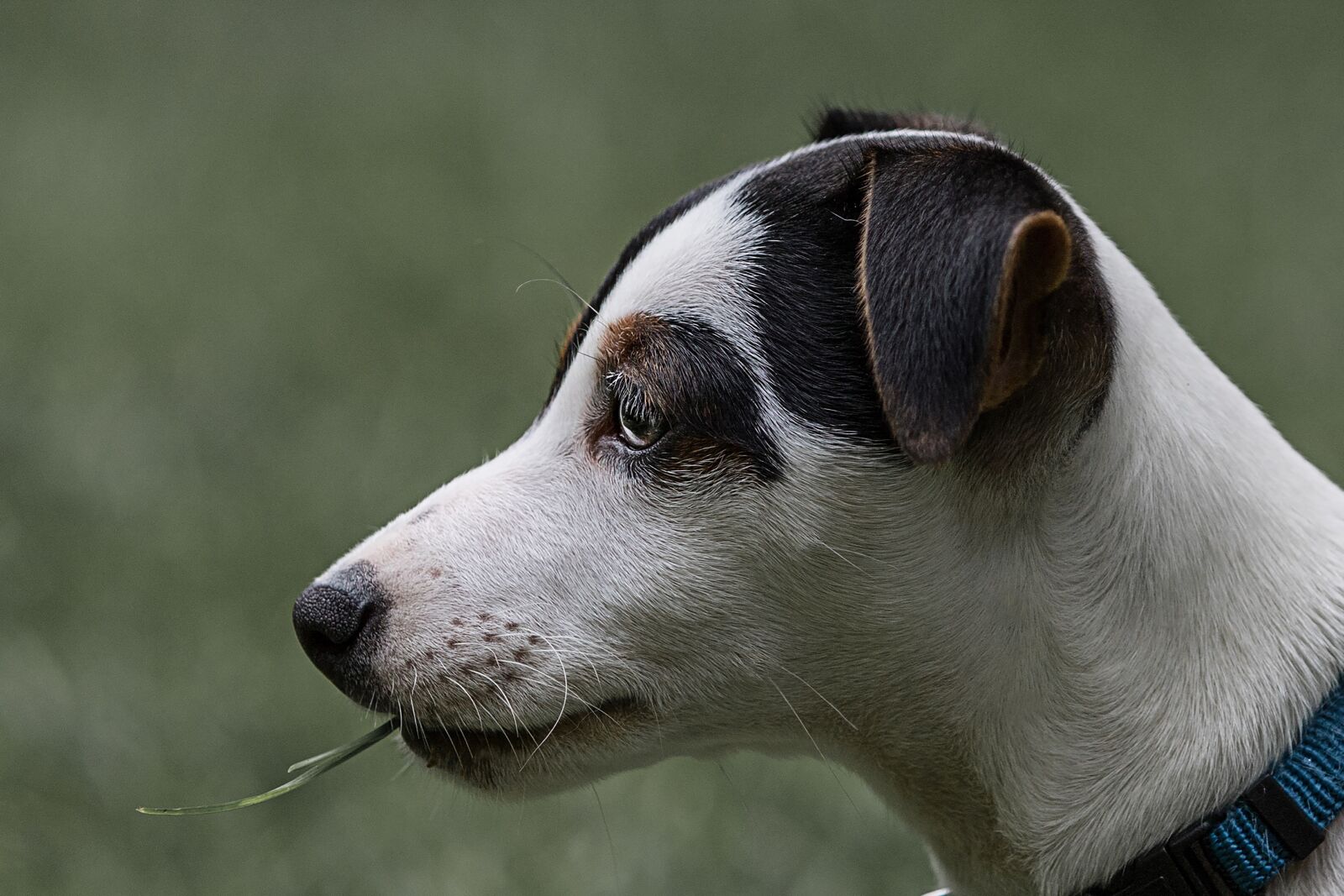 Canon EOS 7D Mark II sample photo. Dog, animal, cute photography