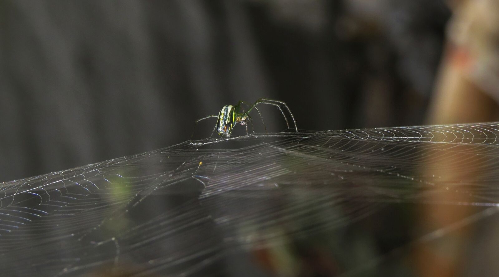 Canon PowerShot SX50 HS sample photo. Insect, nature, invertebrate photography