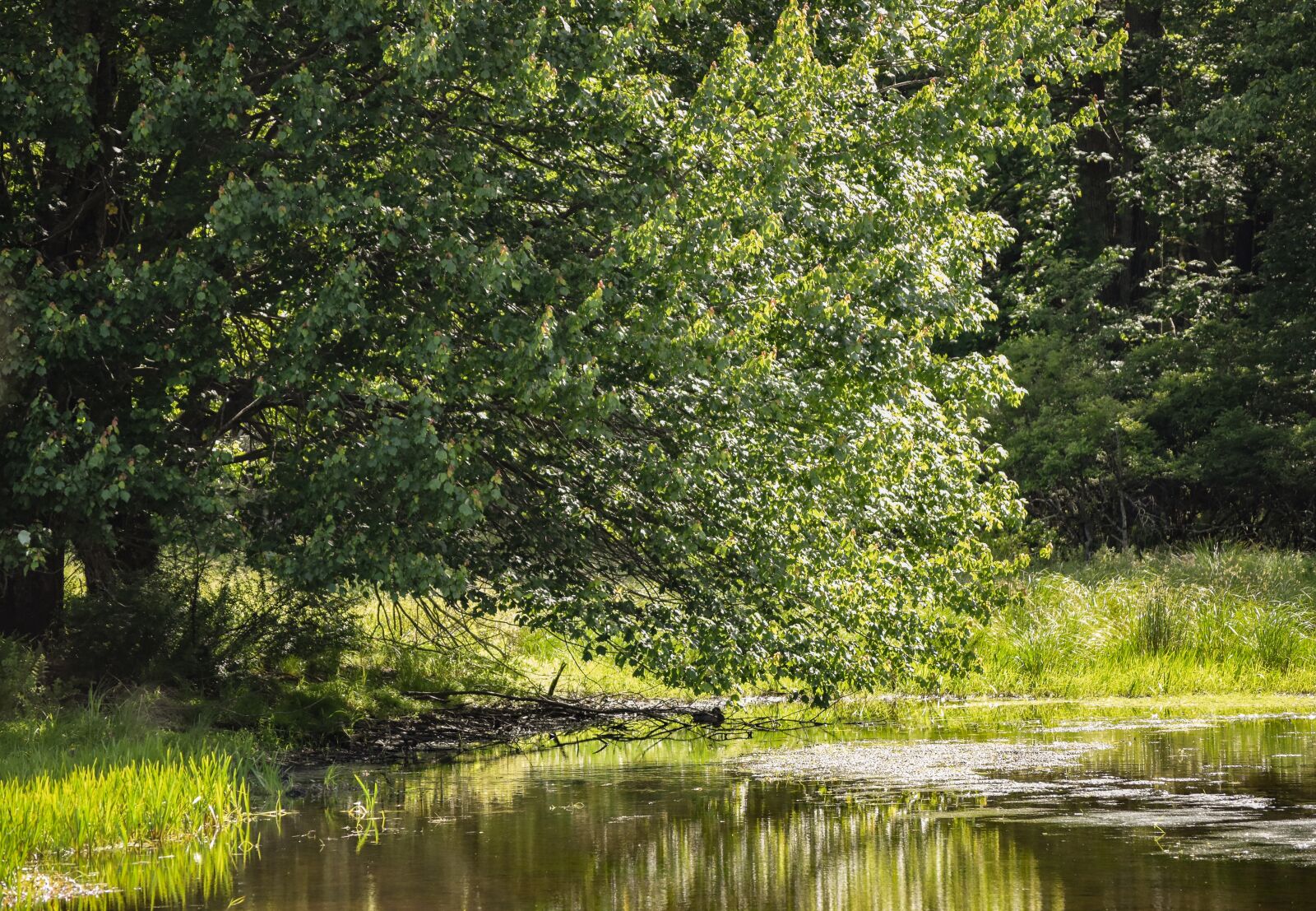 Nikon D3500 sample photo. Tree, landscape, outdoors photography