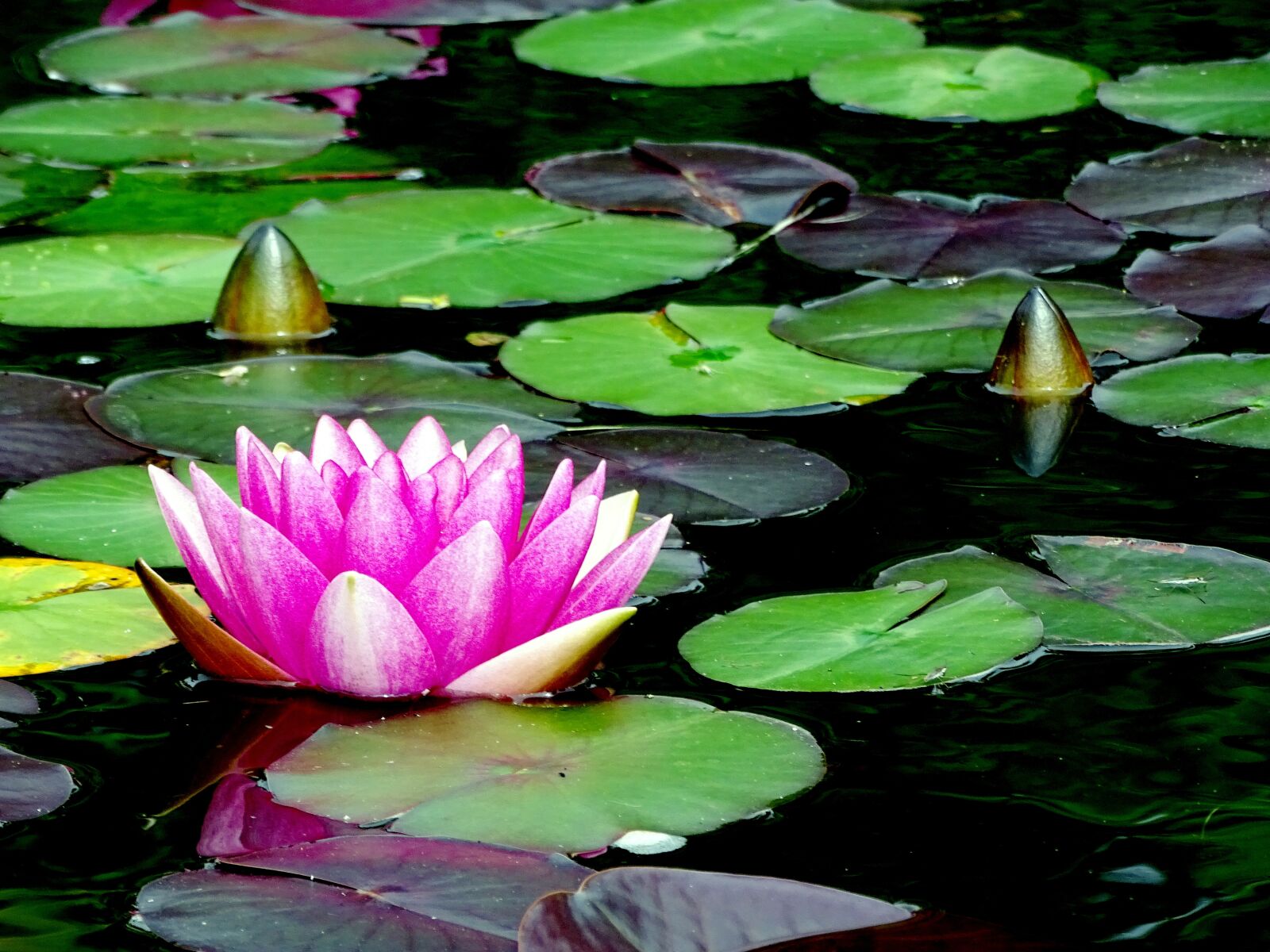 Sony Cyber-shot DSC-HX400V sample photo. Water lily, pink, mare photography